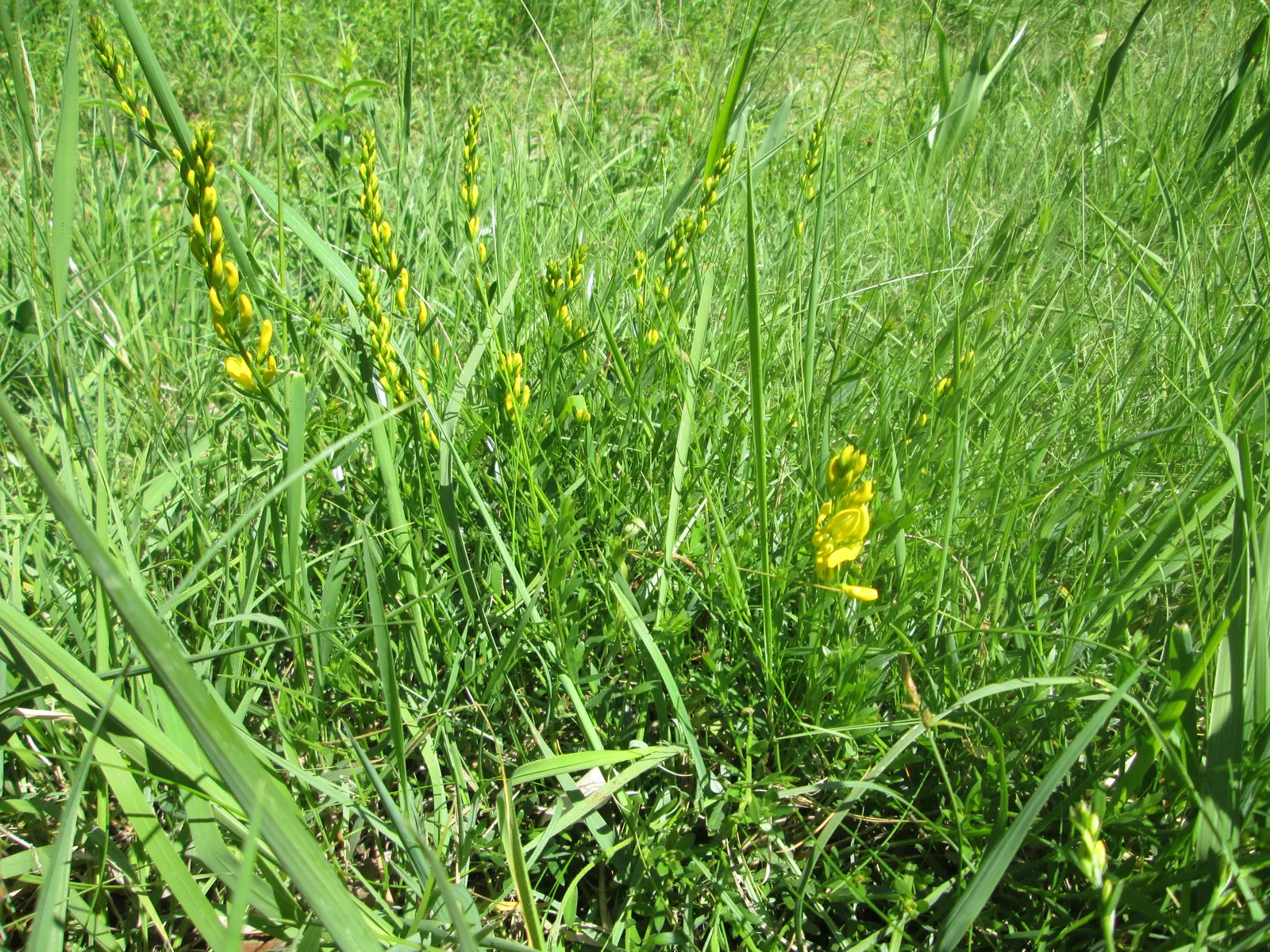 Woadwaxen (Genista Lydia) — is an enchanting deciduous shrub that brings vibrant color and texture to any landscape design; resilient presence in, image 64
