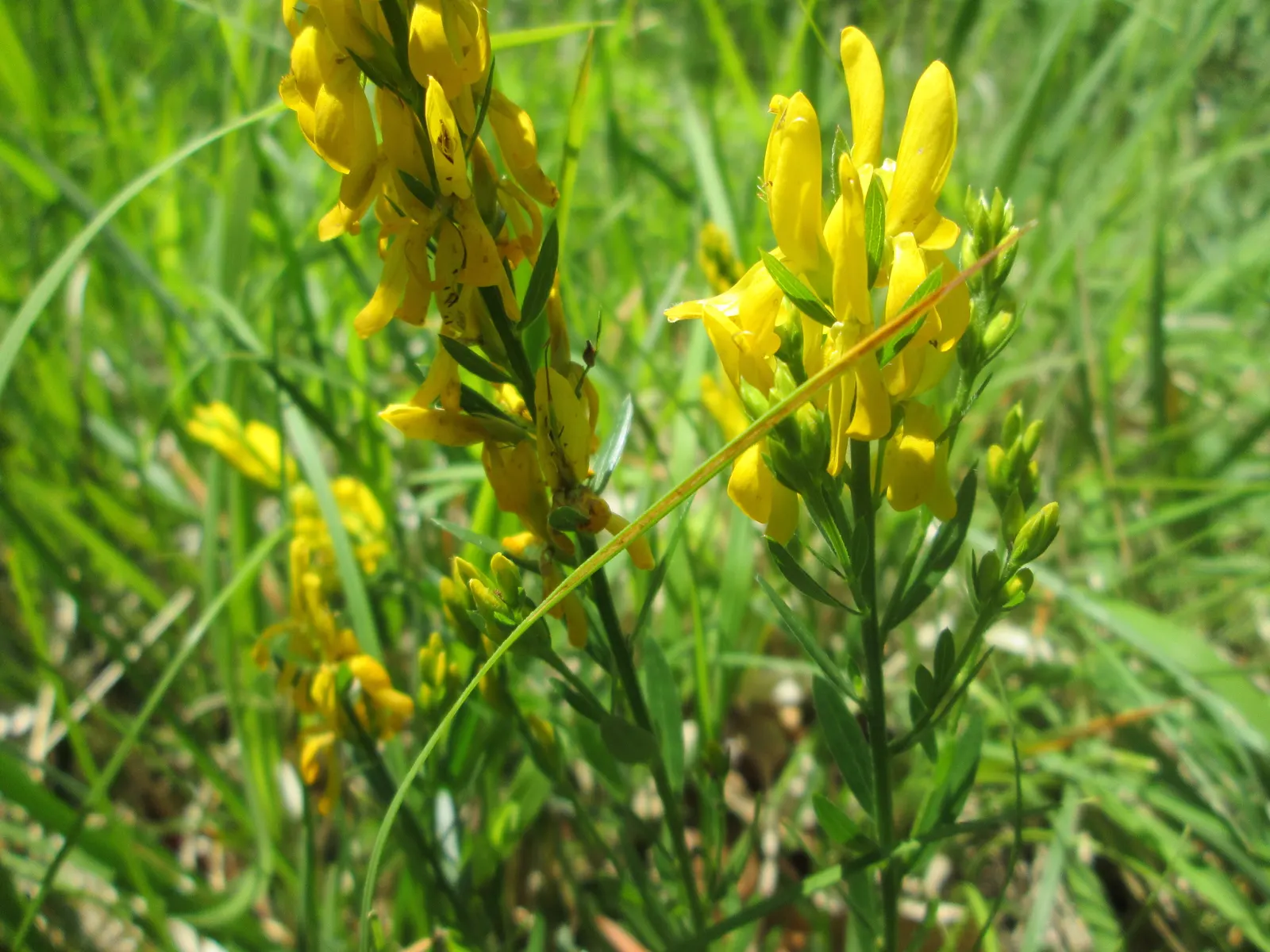 Woadwaxen (Genista Lydia) — Flowering primarily in late spring to early summer