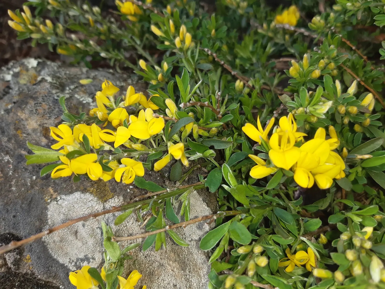 Woadwaxen (Genista Lydia) — prefers full sun and well-drained soil