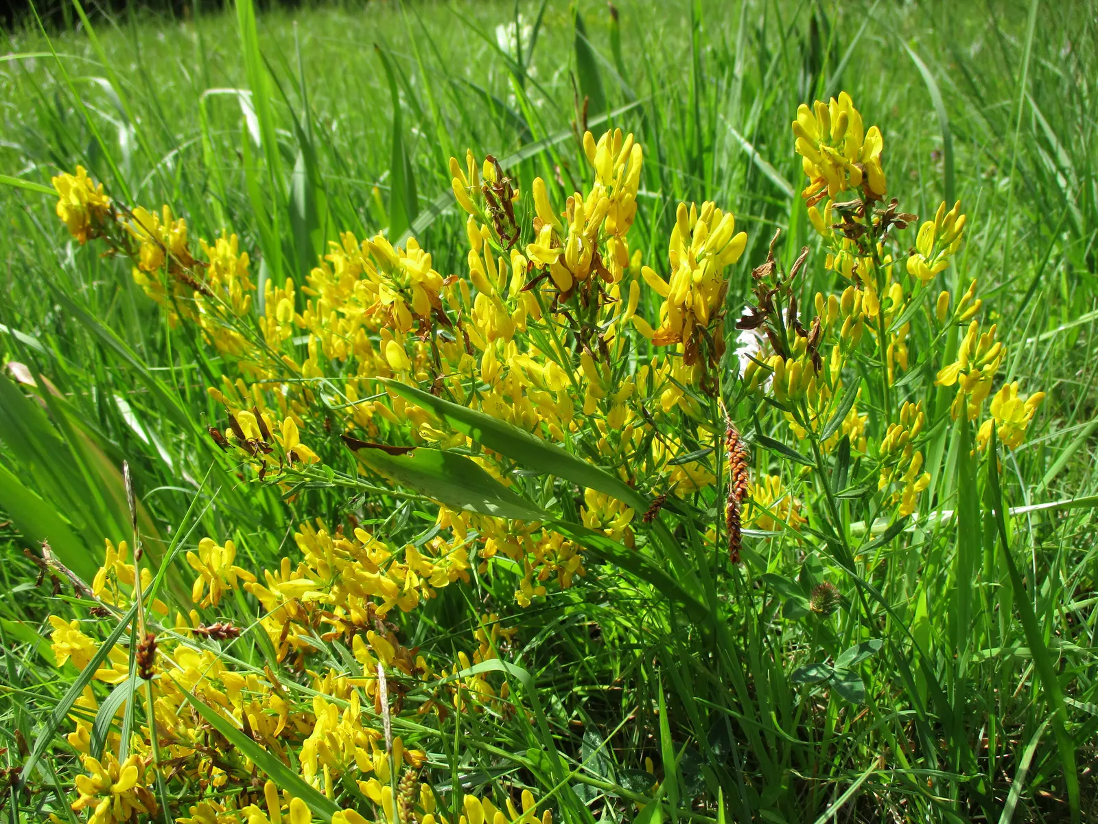 Woadwaxen (Genista Lydia) — creating a dazzling display of color for several weeks; which serve as an exquisite backdrop to its vivid yellow blooms
