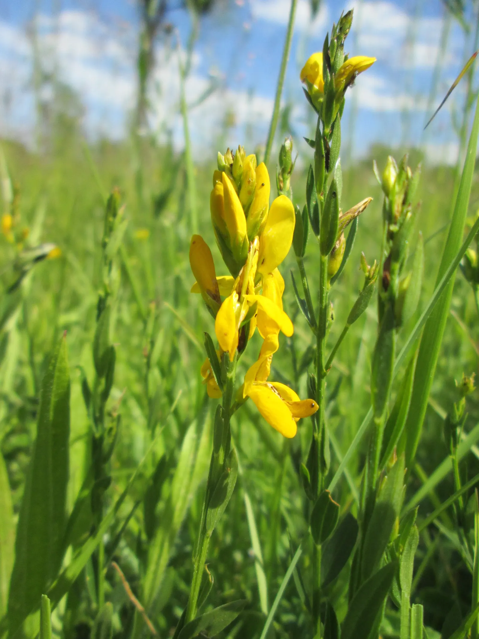 Woadwaxen (Genista Lydia) — which serve as an exquisite backdrop to its vivid yellow blooms; though well-drained soil is preferable, image 95