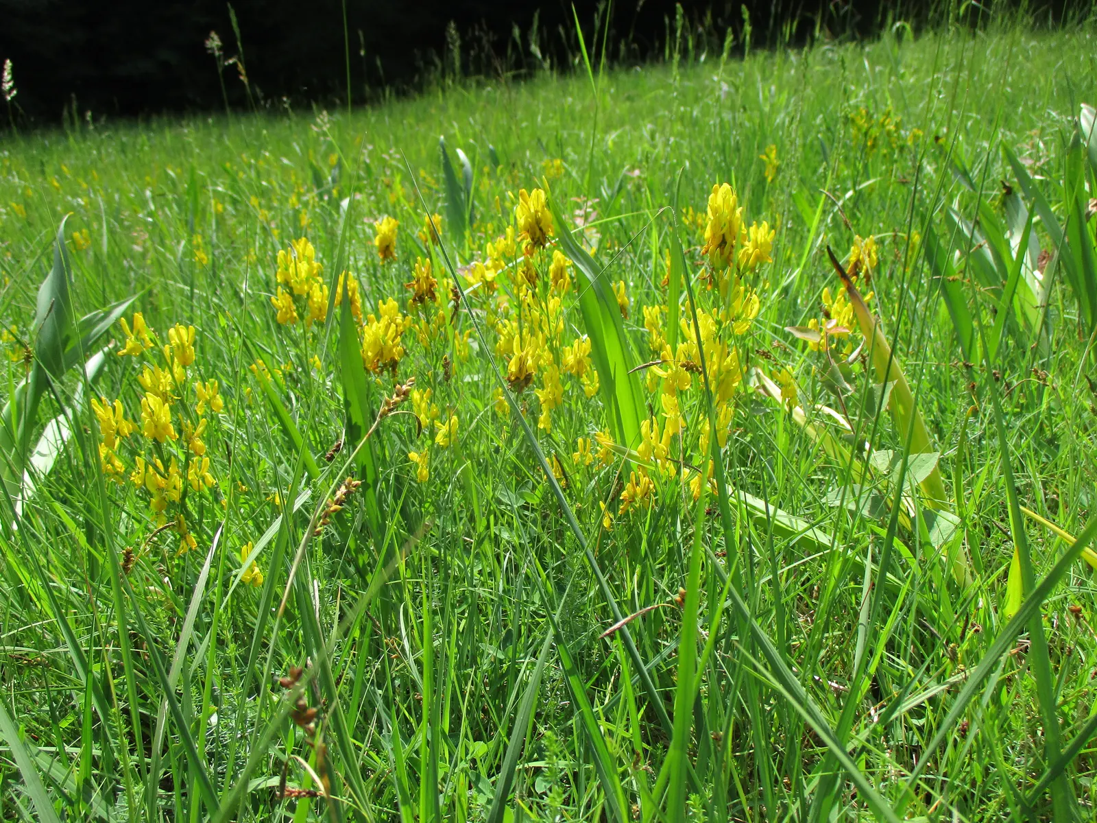 Woadwaxen (Genista Lydia) — creating a low-mounded form; its fine-textured foliage adorns arching branches