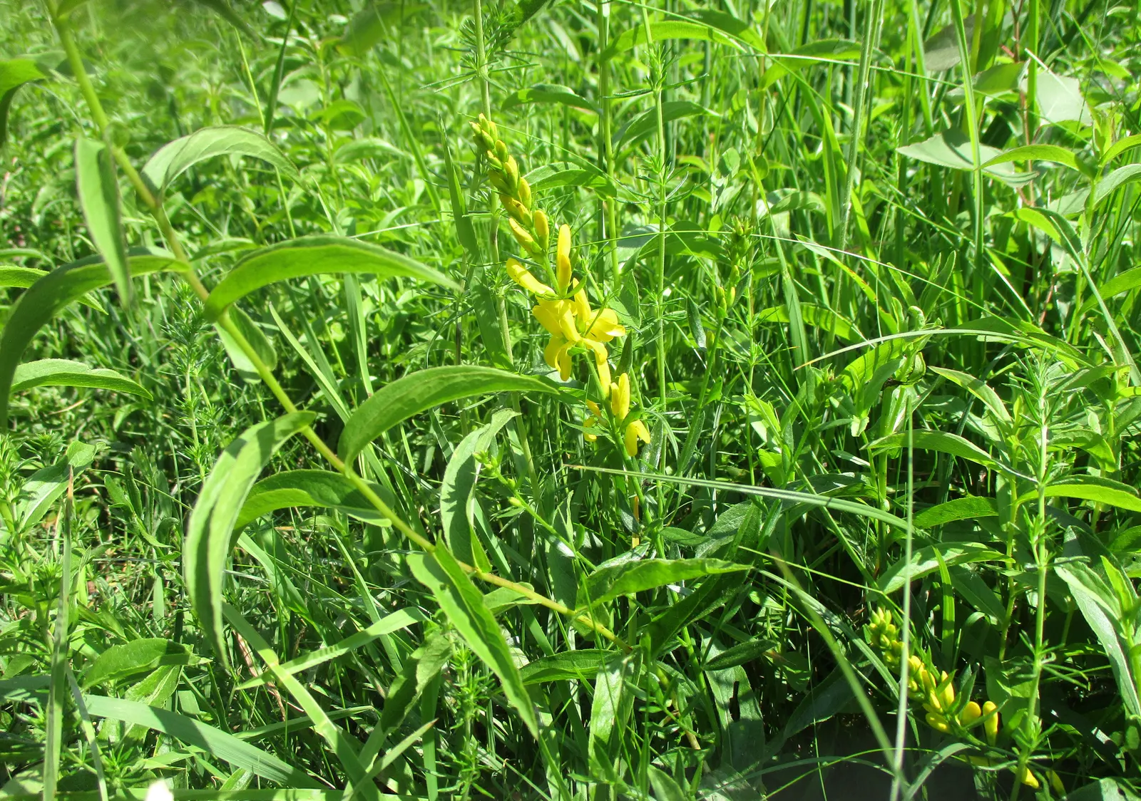 Woadwaxen (Genista Lydia) — prefers full sun and well-drained soil; though well-drained soil is preferable