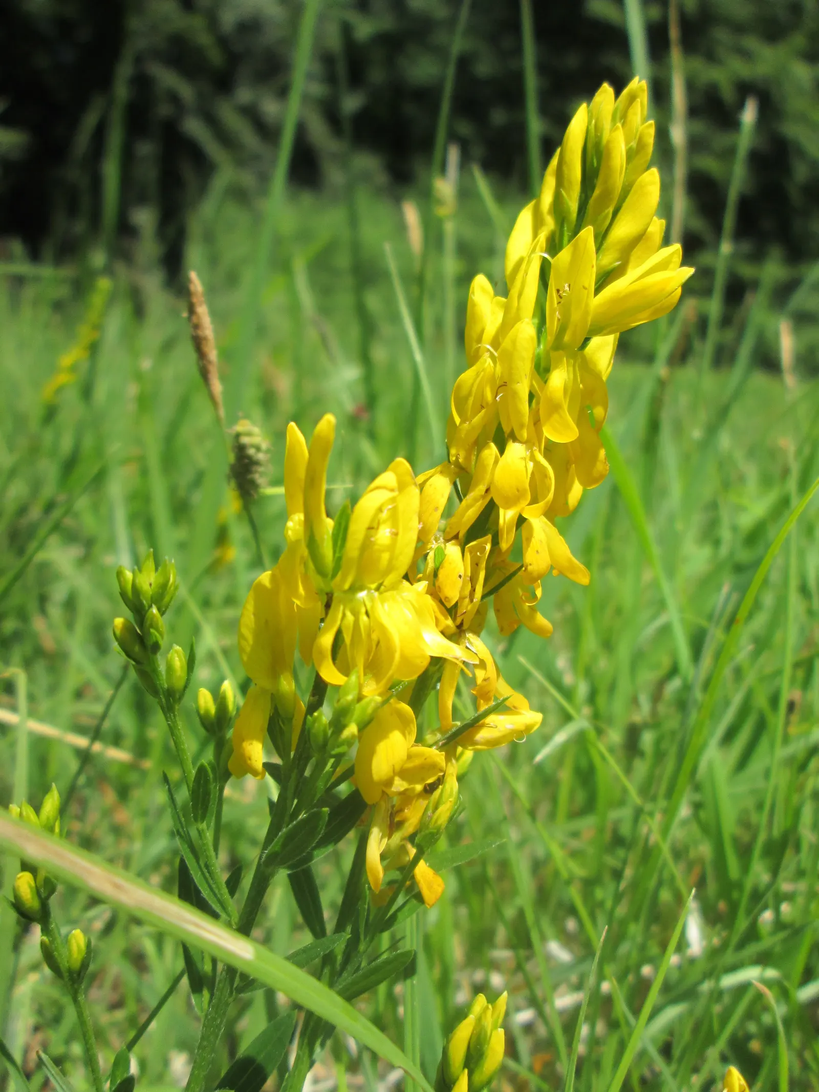 Woadwaxen (Genista Lydia) — As a low-maintenance addition to the landscape