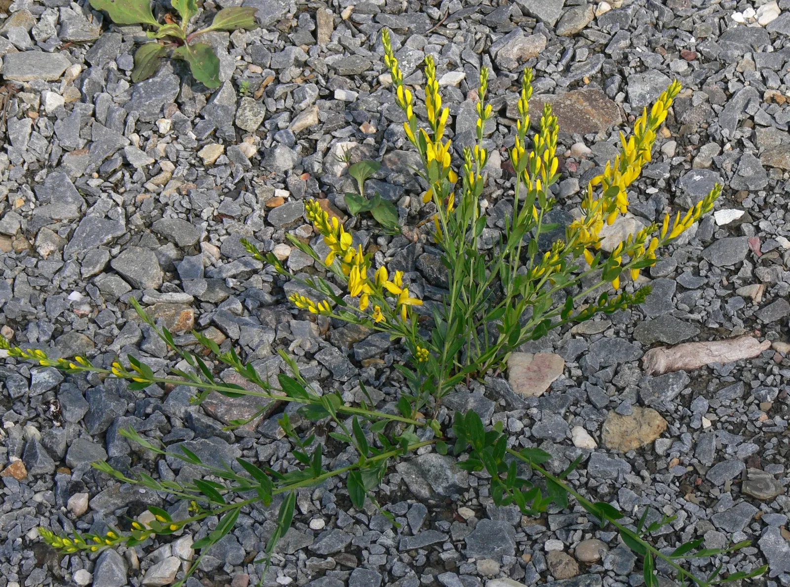 Woadwaxen (Genista Lydia) — providing lasting visual interest throughout the growing season.<br><br>Requiring full sun to thrive; resilient presence in the
