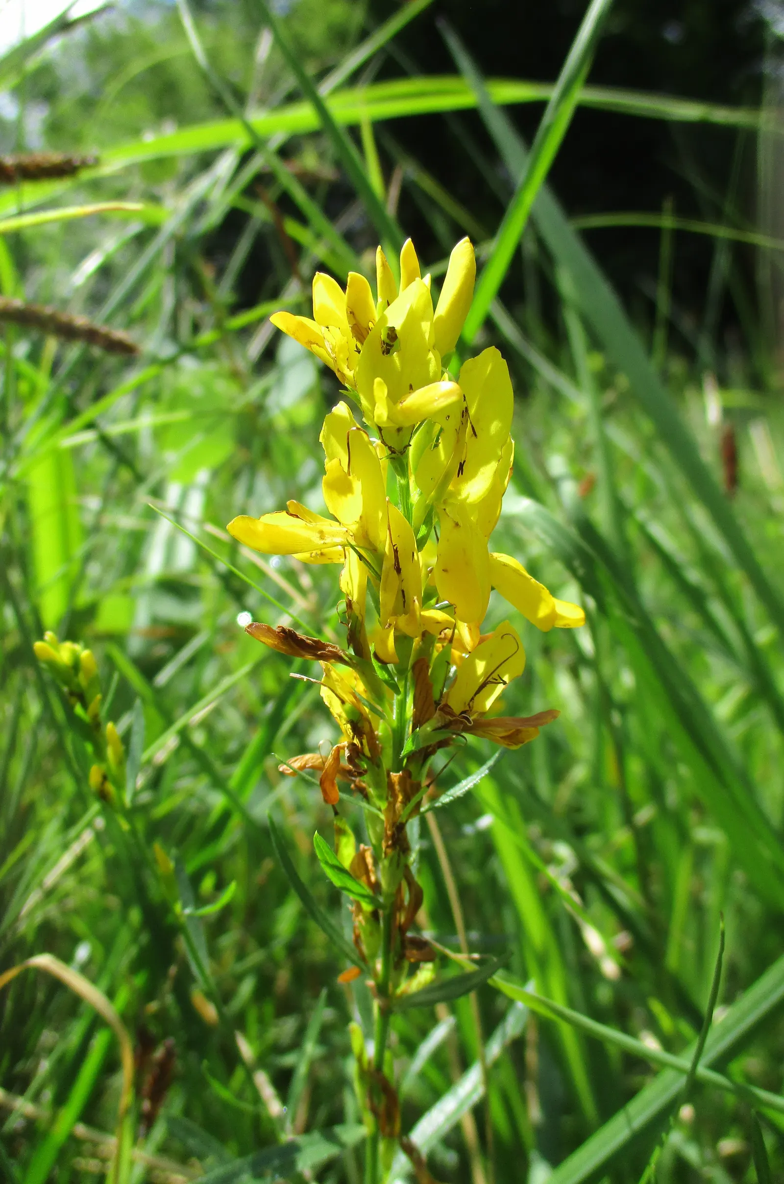 Woadwaxen (Genista Lydia) — often full-grown to a modest height of 1 to 2 feet; its fine-textured foliage adorns arching branches, image 65