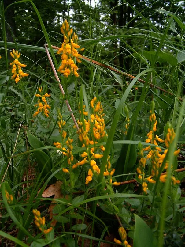 Woadwaxen (Genista Lydia) — ground cover / shrub with yellow blooms