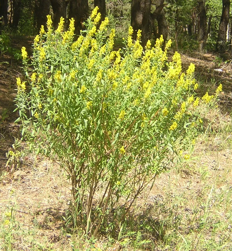 Woadwaxen (Genista Lydia) — resilient presence in the garden; its fine-textured foliage adorns arching branches