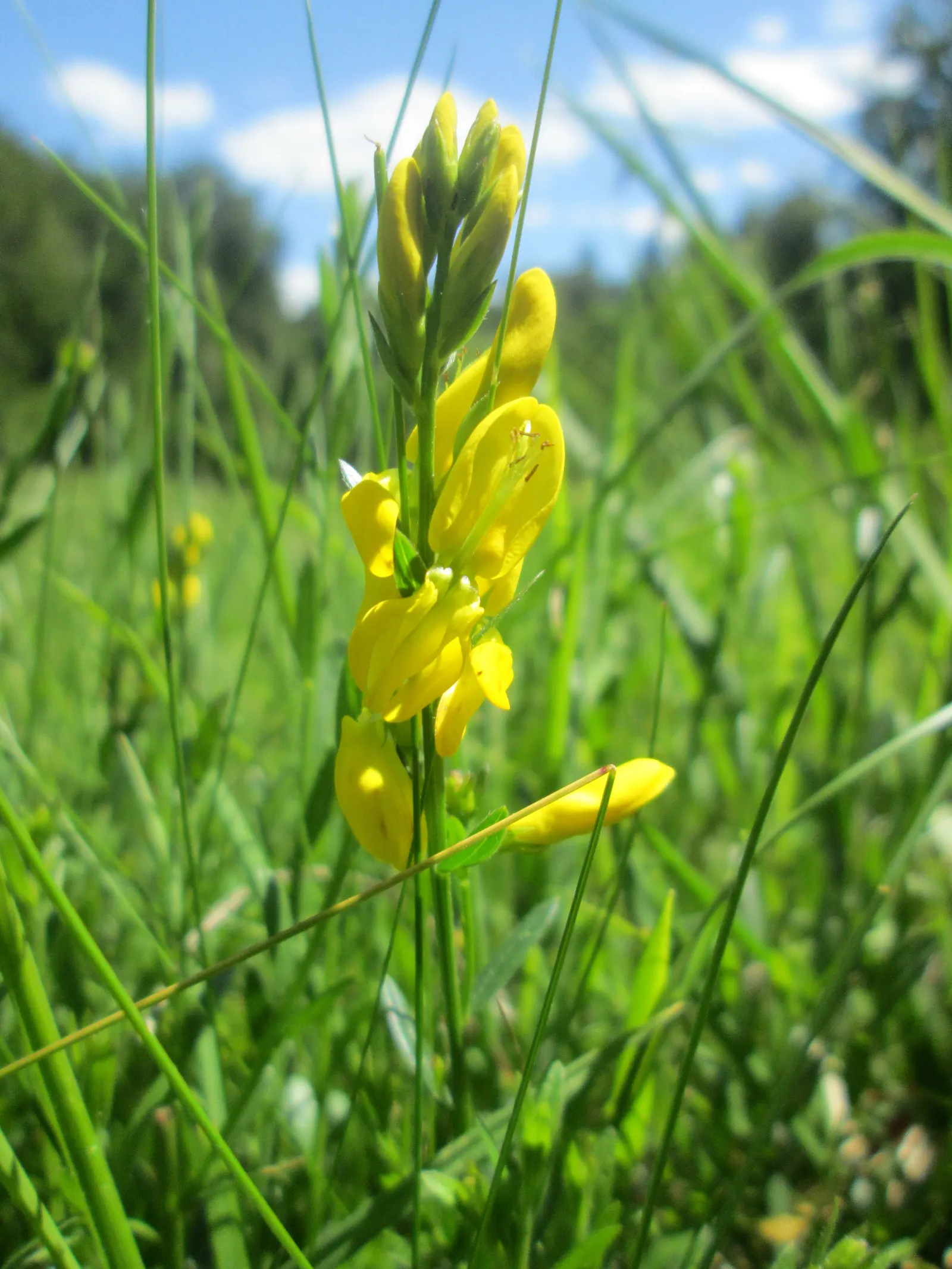 Woadwaxen (Genista Lydia) — Hardy, drought-tolerant, and low-maintenance, it adds a splash of color with minimal care; which serve as an exquisite, image 90