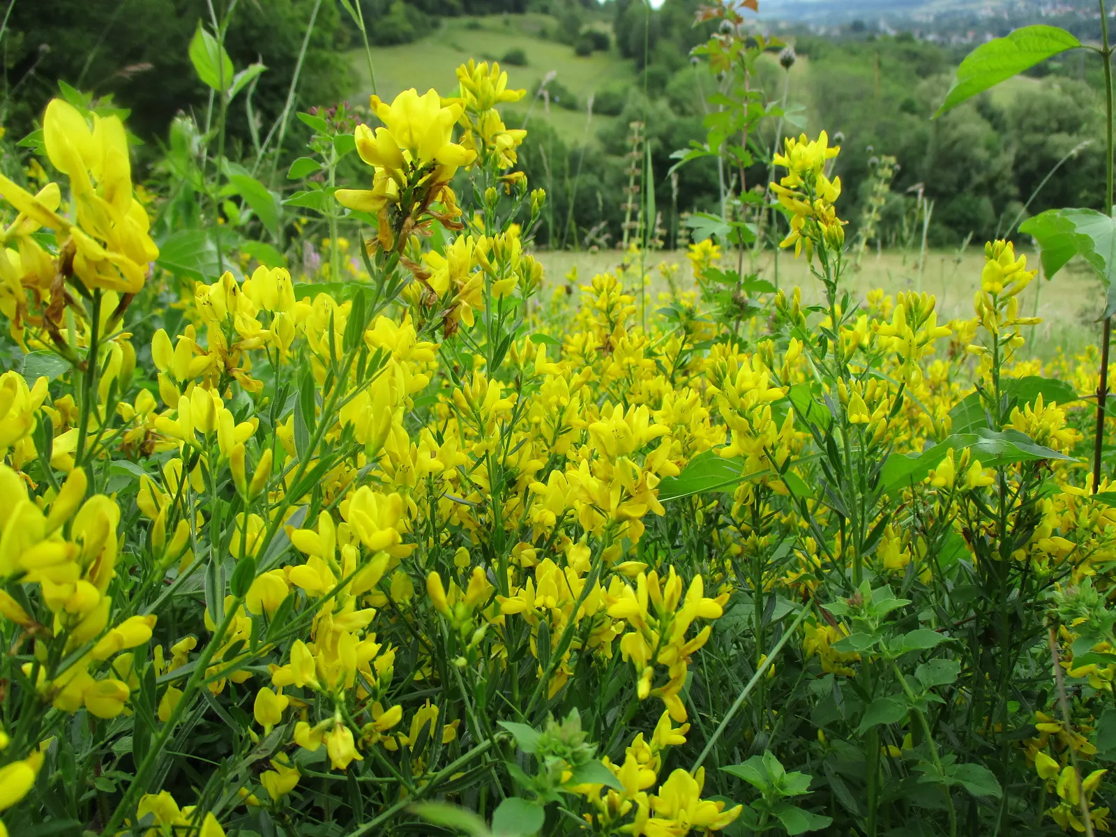 Woadwaxen (Genista Lydia) — providing lasting visual interest throughout the growing season.<br><br>Requiring full sun to thrive; resilient, image 72