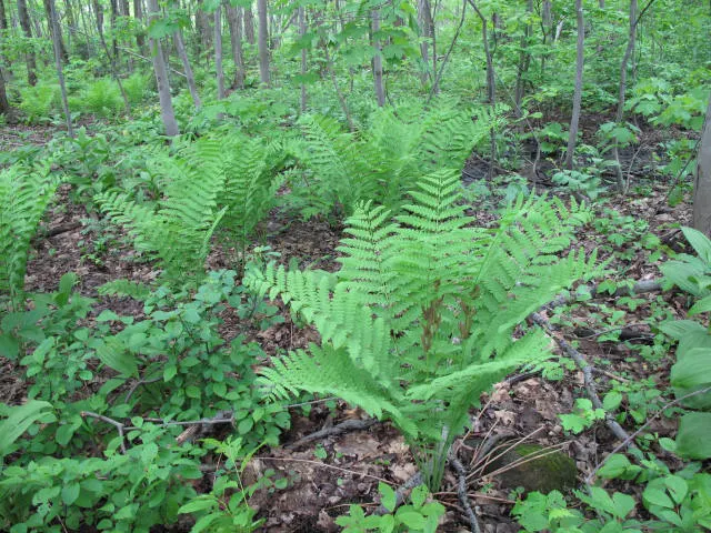 Clayton's Fern (Osmunda Claytonia) — Ideal for woodland gardens, image 25