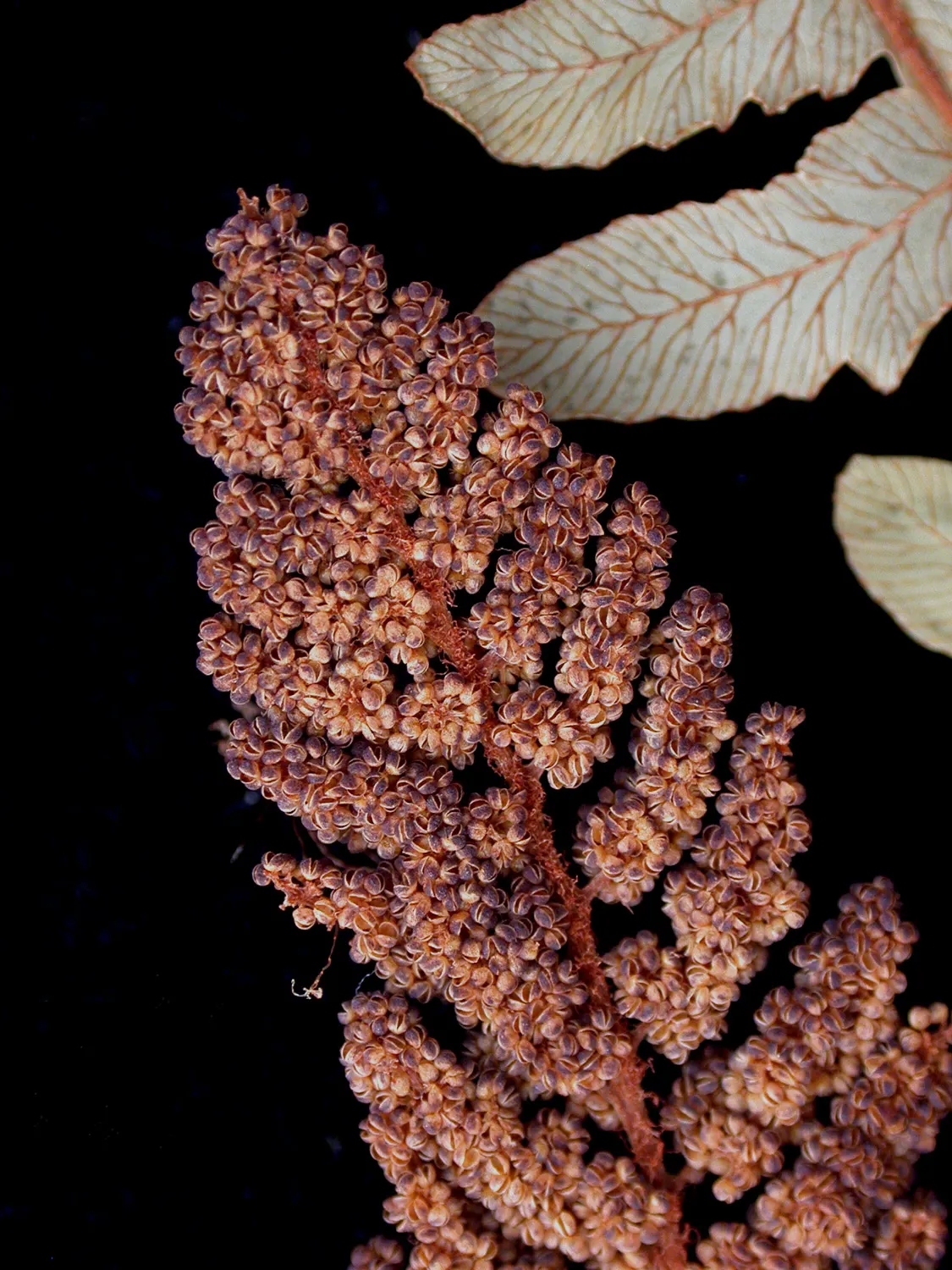 Clayton's Fern (Osmunda Claytonia) — spore-bearing leaflets darken to a cinnamon-brown before withering away mid-season; ideal for woodland gardens