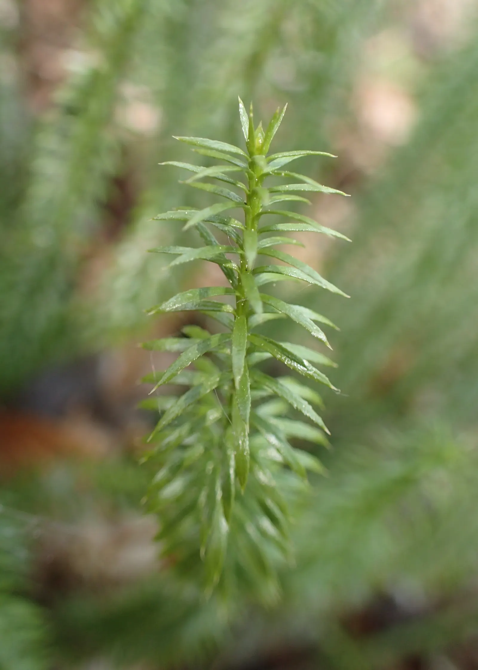 Clayton's Fern (Osmunda Claytonia) — or 'interruptions,' in the middle