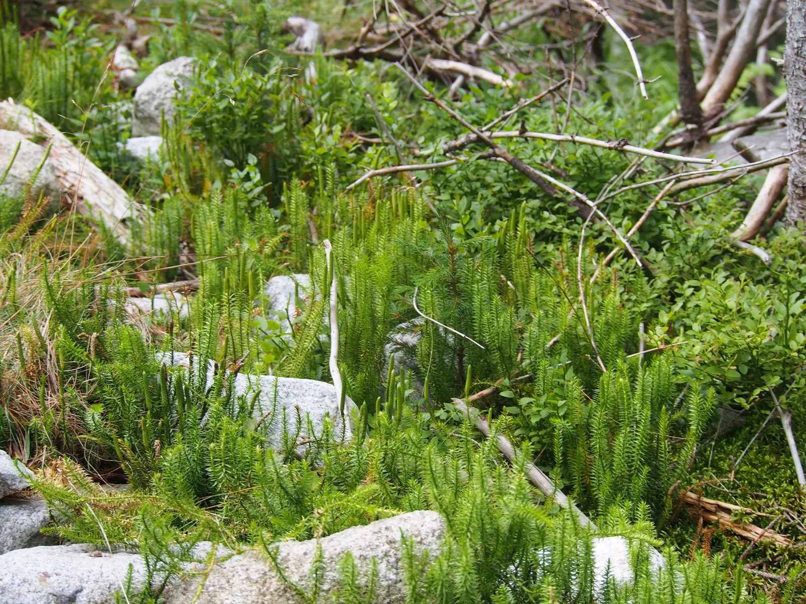 Clayton's Fern (Osmunda Claytonia) — this fern's maintenance is minimal; where fertile leaflets appear to 'interrupt' the otherwise green, image 47