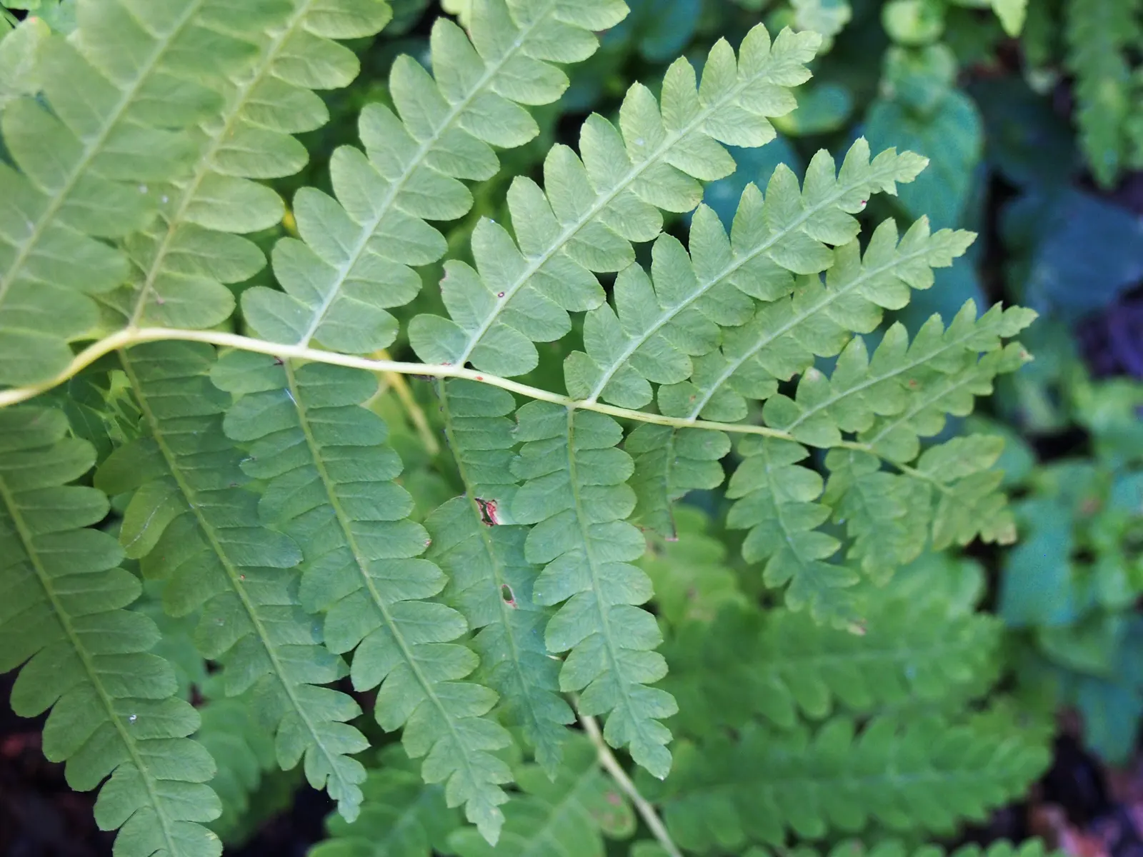 Clayton's Fern (Osmunda Claytonia) — this deciduous fern thrives in partly shaded to fully shaded areas; ideal for woodland gardens, image 55