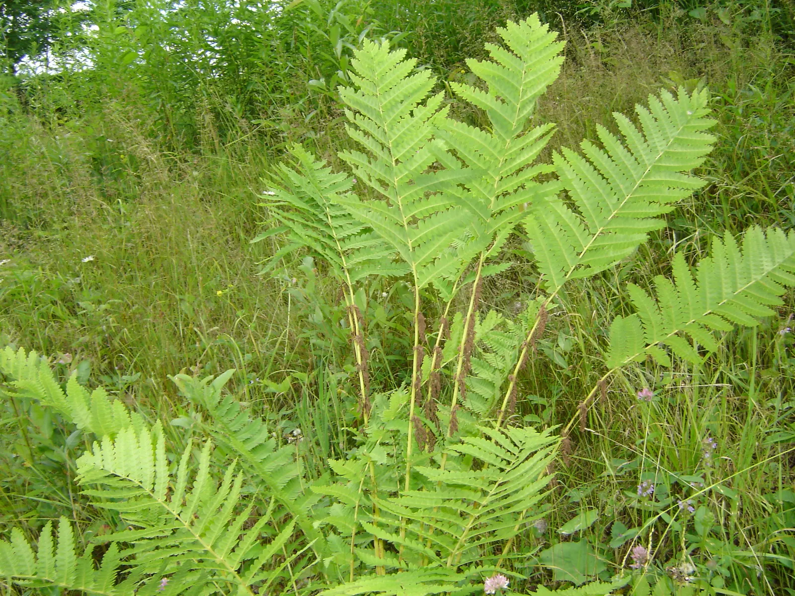 Clayton's Fern (Osmunda Claytonia) — scientifically named Osmunda claytoniana; ideal for woodland gardens, image 49