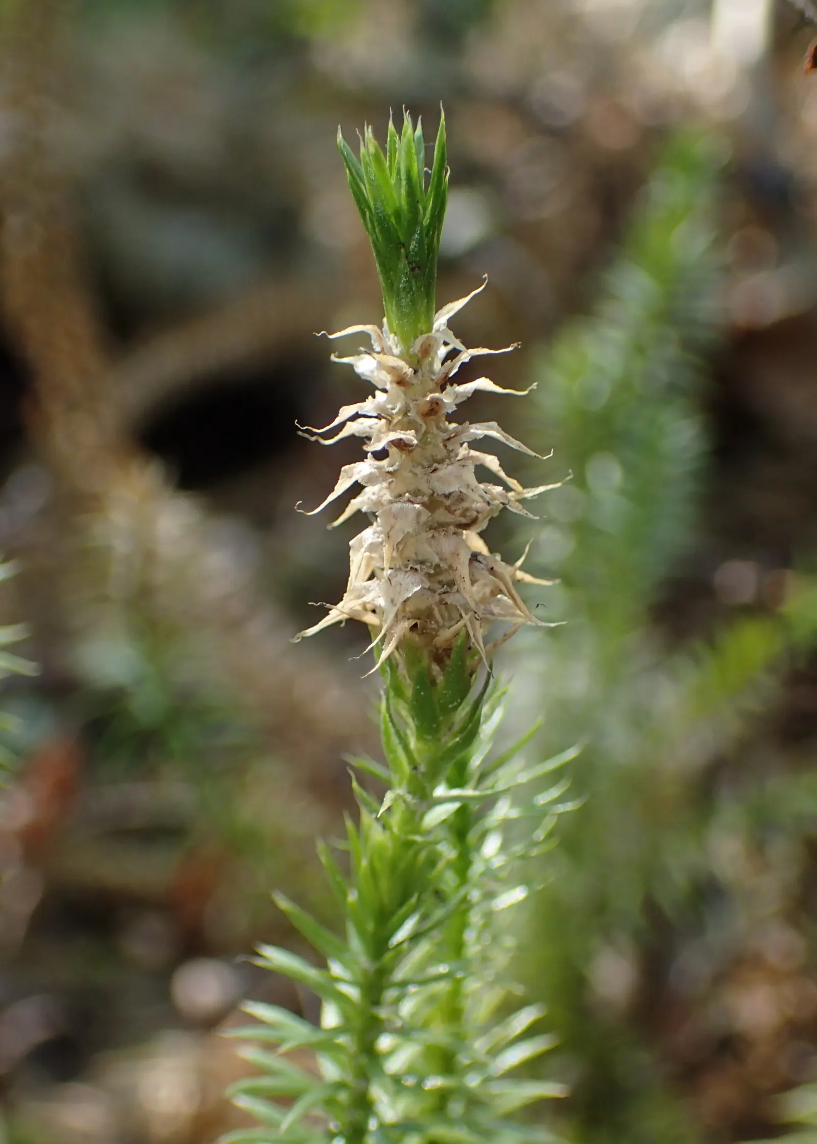 Clayton's Fern (Osmunda Claytonia) — scientifically named Osmunda claytoniana