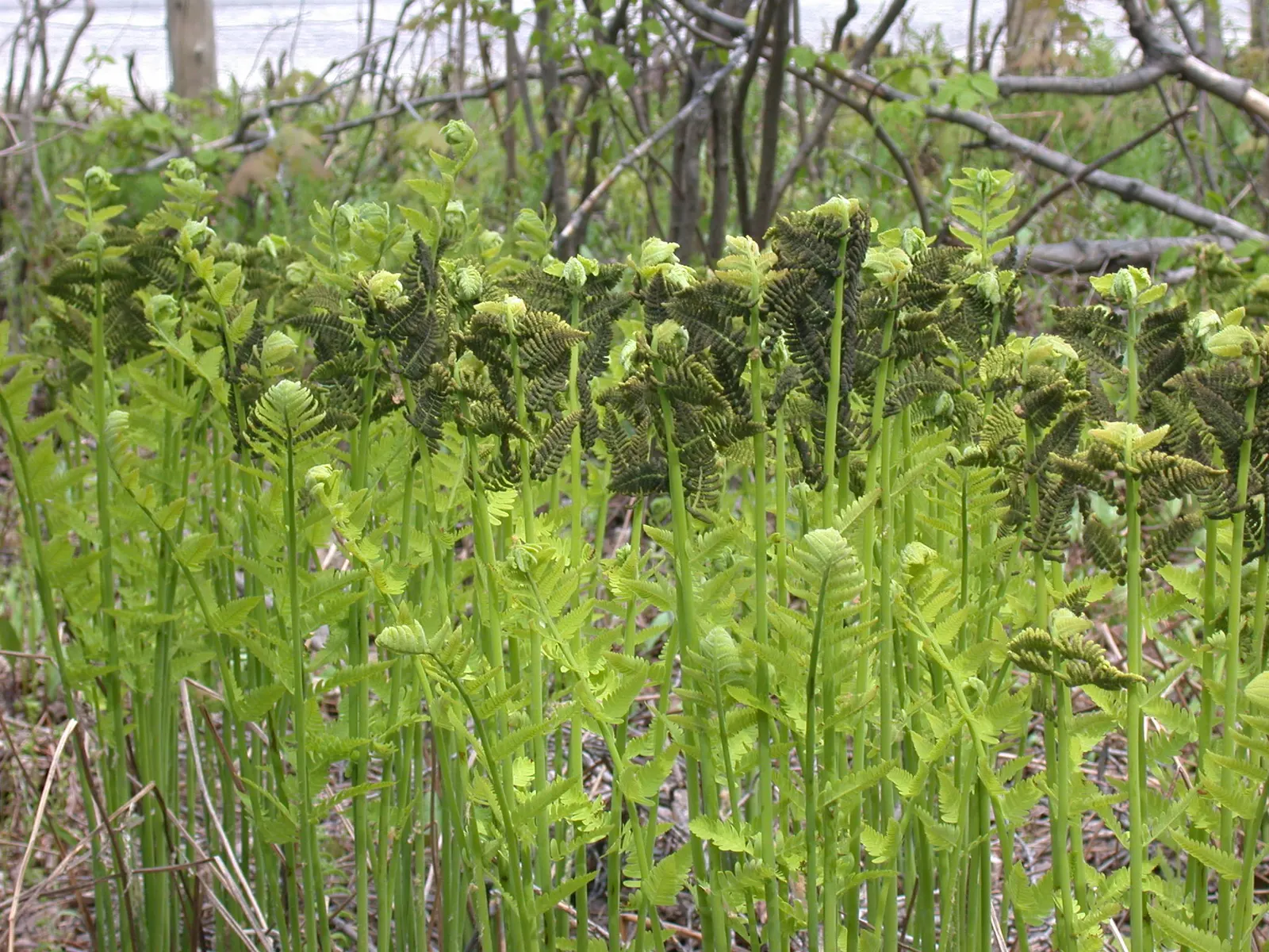 Clayton's Fern (Osmunda Claytonia) — Best suited for USDA zones 3 through 7; with no serious pest or disease issues