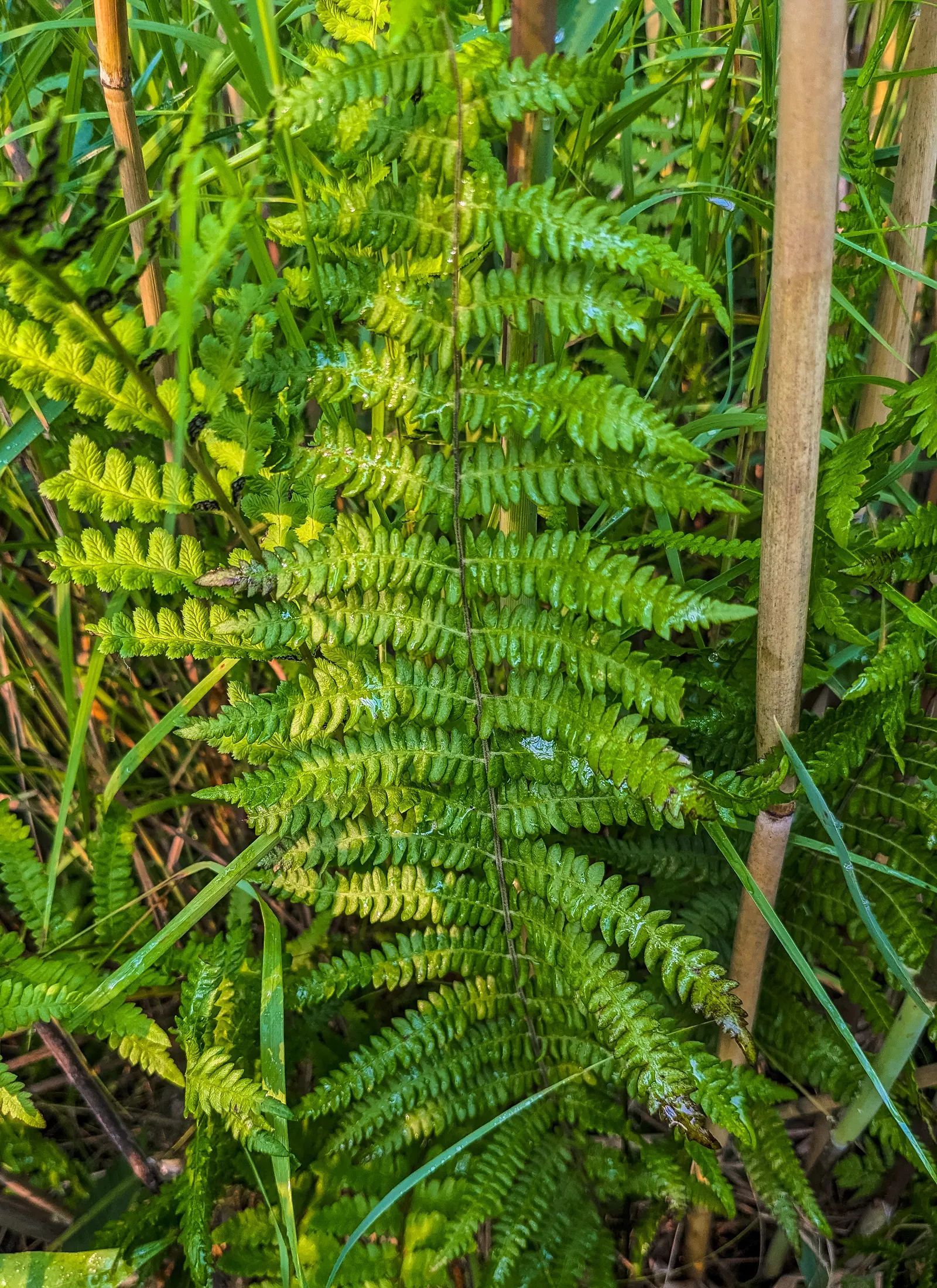 Clayton's Fern (Osmunda Claytonia) — temperate forests of North America