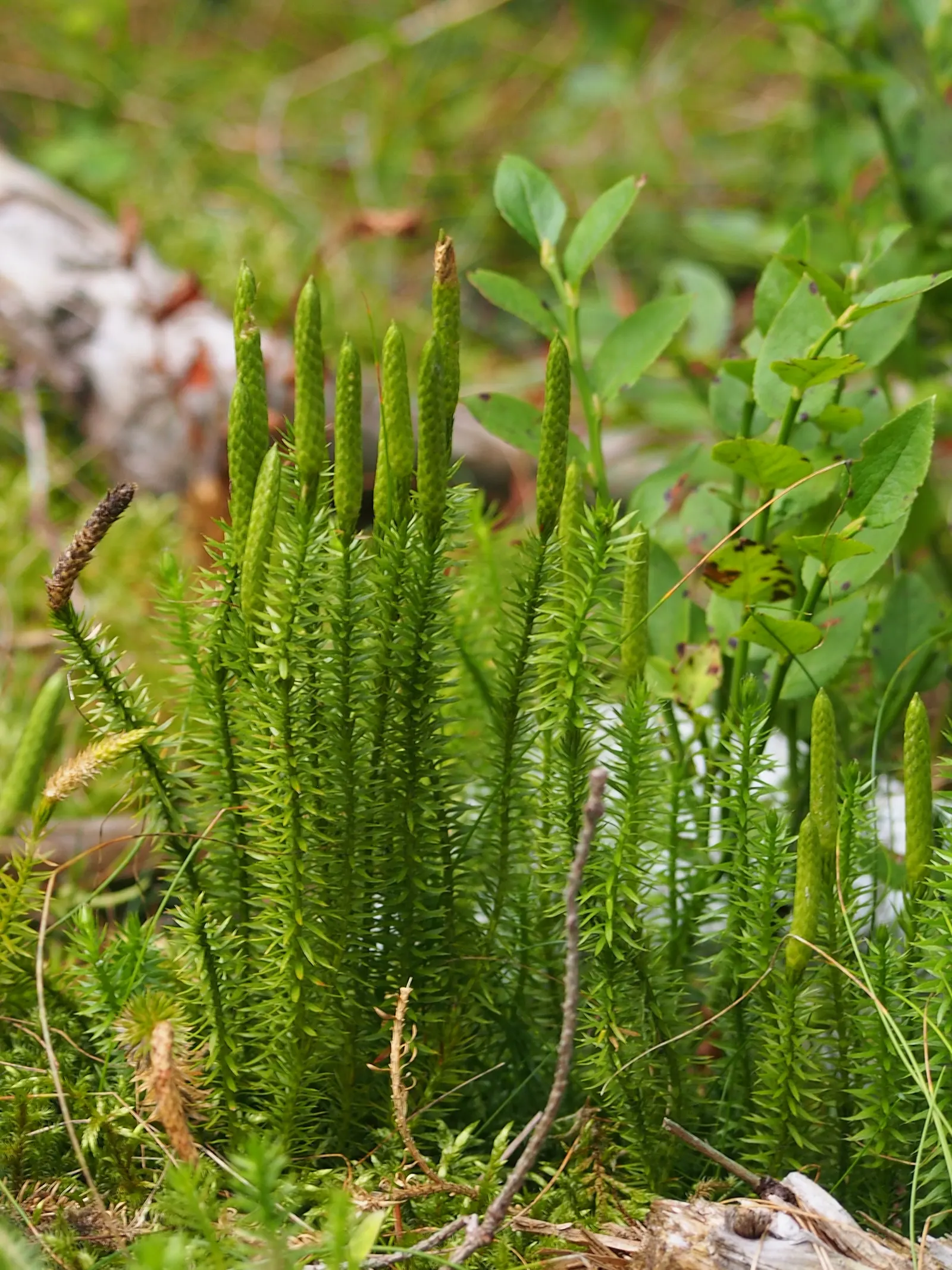 Clayton's Fern (Osmunda Claytonia) — where fertile leaflets appear to 'interrupt' the otherwise green, image 32