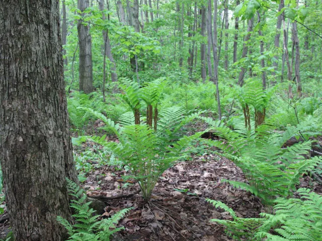 Clayton's Fern (Osmunda Claytonia) — where fertile leaflets appear to 'interrupt' the otherwise green