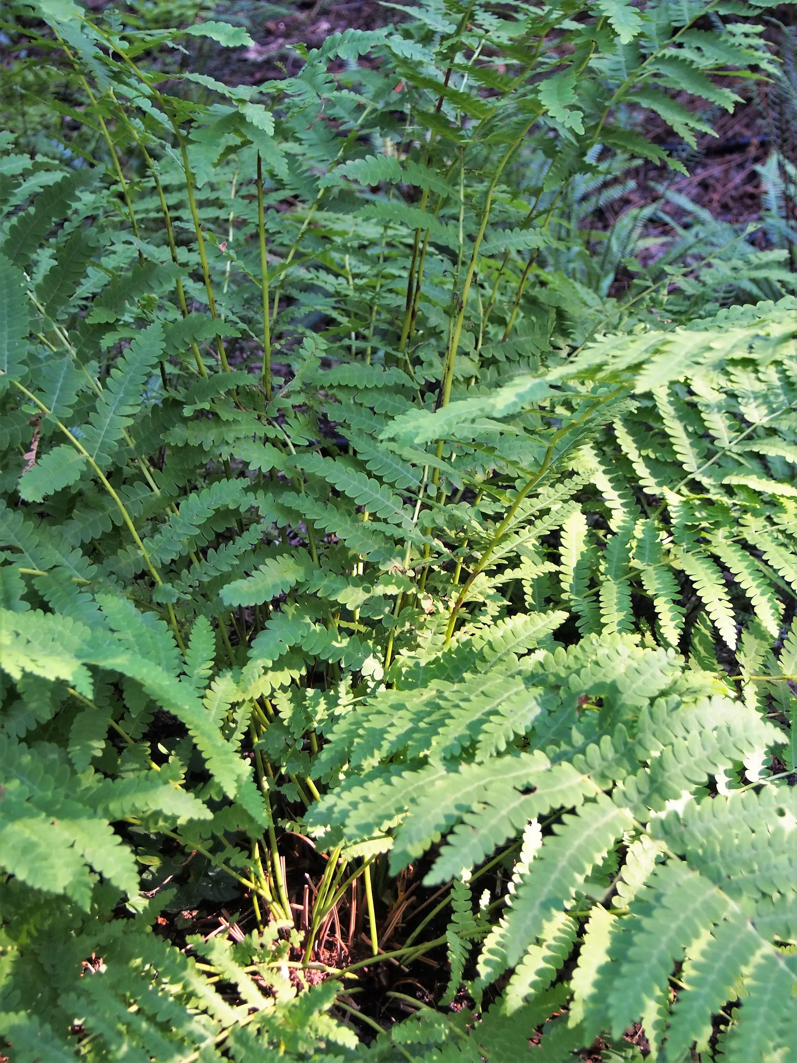 Clayton's Fern (Osmunda Claytonia) — where fertile leaflets appear to 'interrupt' the otherwise green, image 53