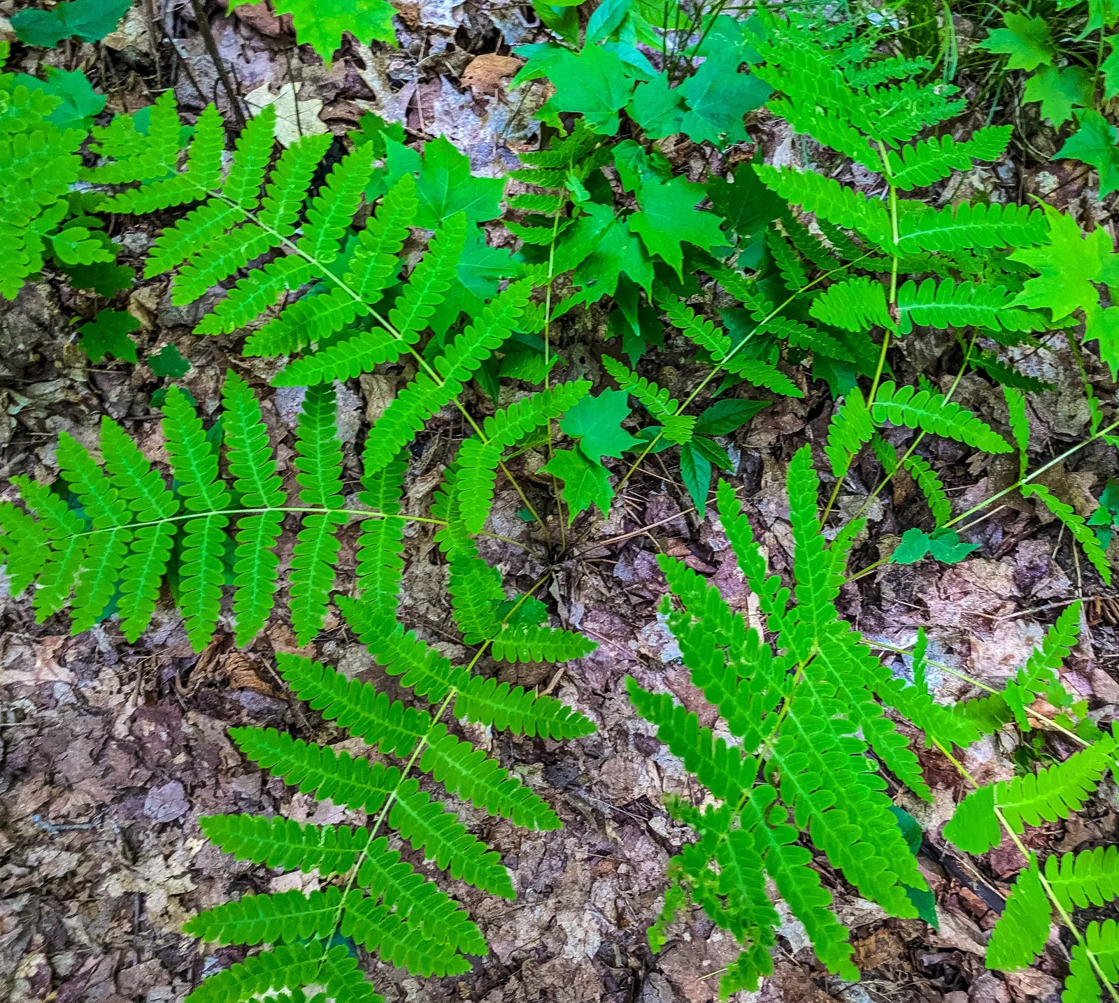 Clayton's Fern (Osmunda Claytonia) — adding vertical interest and texture to shaded garden areas or woodland settings