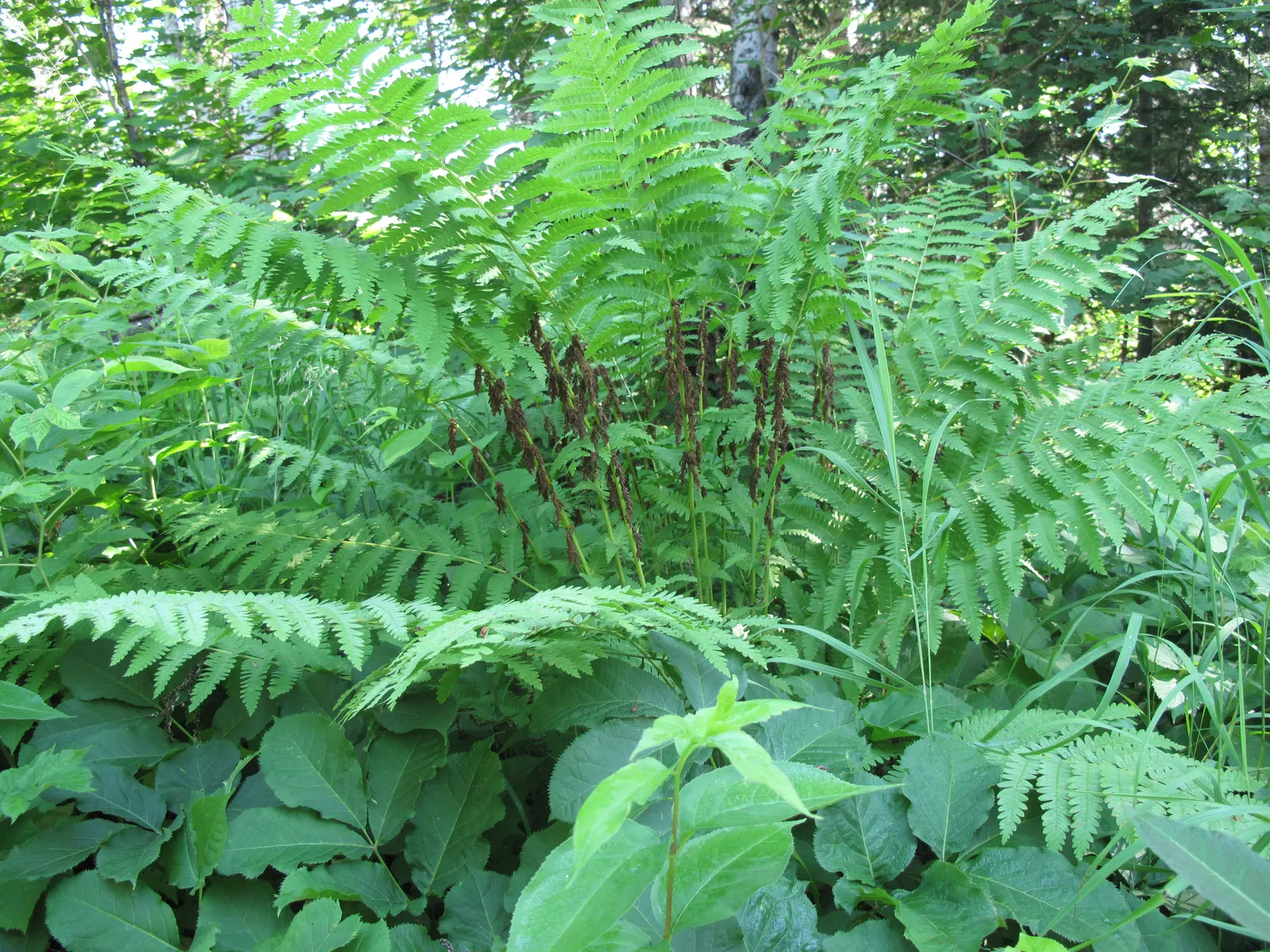 Clayton's Fern (Osmunda Claytonia) — with no serious pest or disease issues