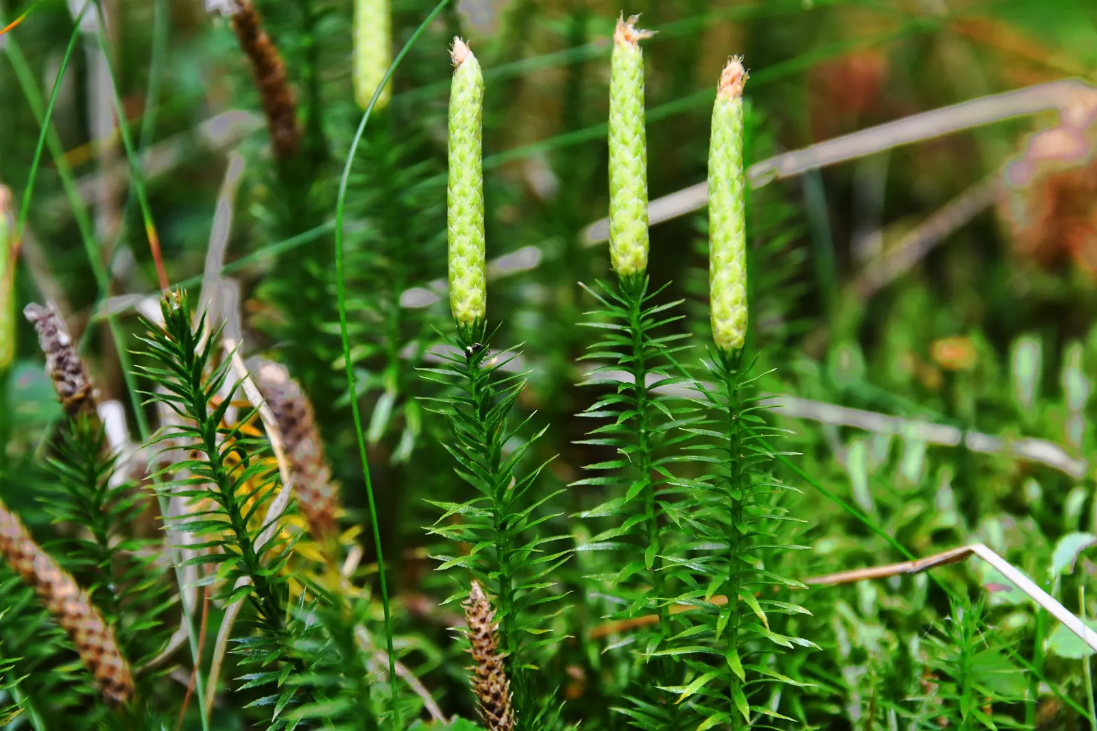 Clayton's Fern (Osmunda Claytonia) — this fern's maintenance is minimal; where fertile leaflets appear to 'interrupt' the otherwise green
