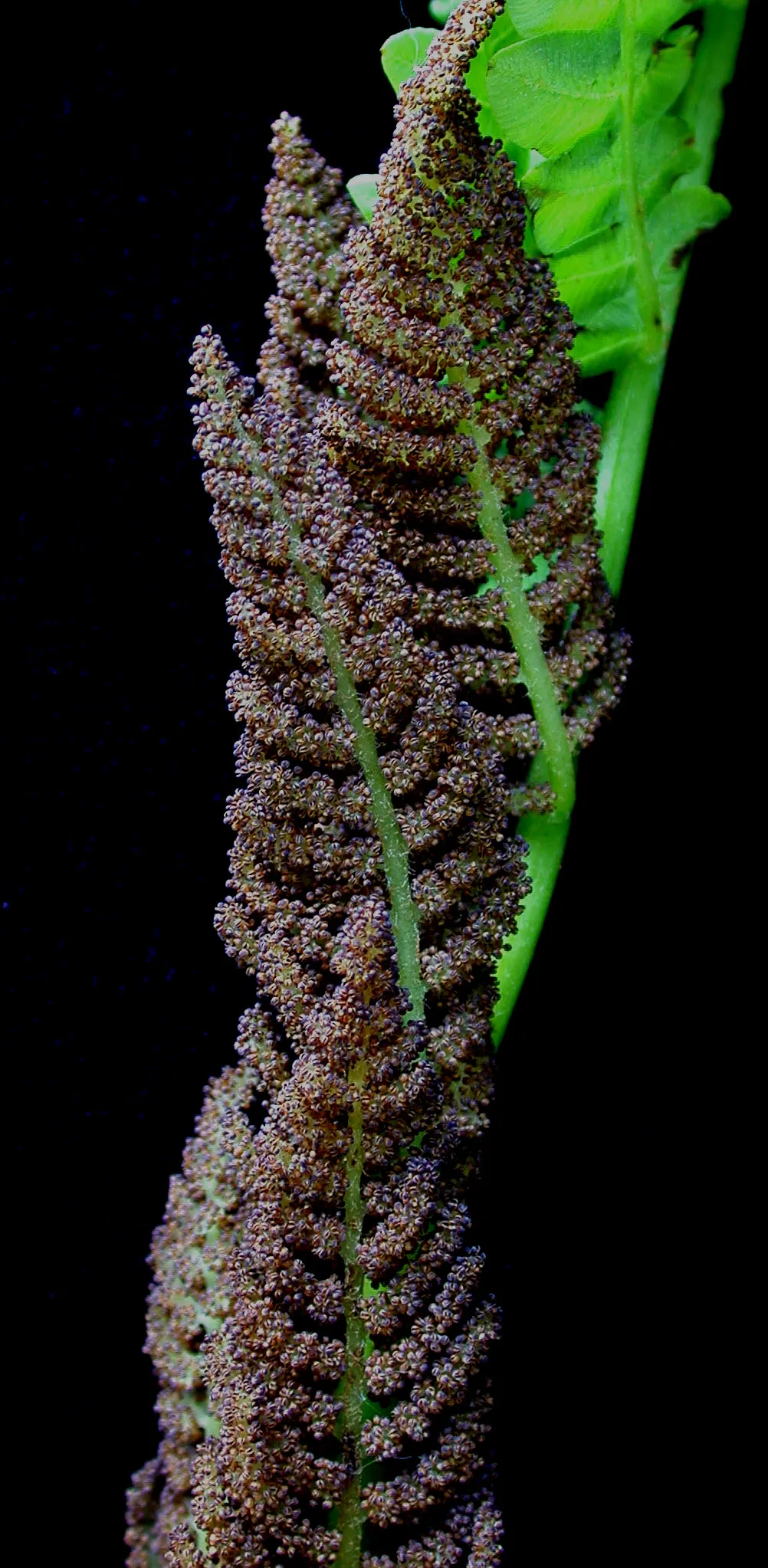Clayton's Fern (Osmunda Claytonia) — fern for deep shade or shade; with no serious pest or disease issues
