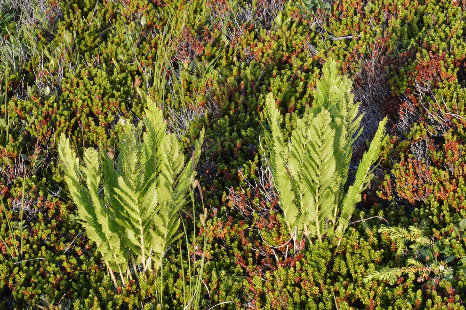 Clayton's Fern (Osmunda Claytonia) — It requires minimal maintenance
