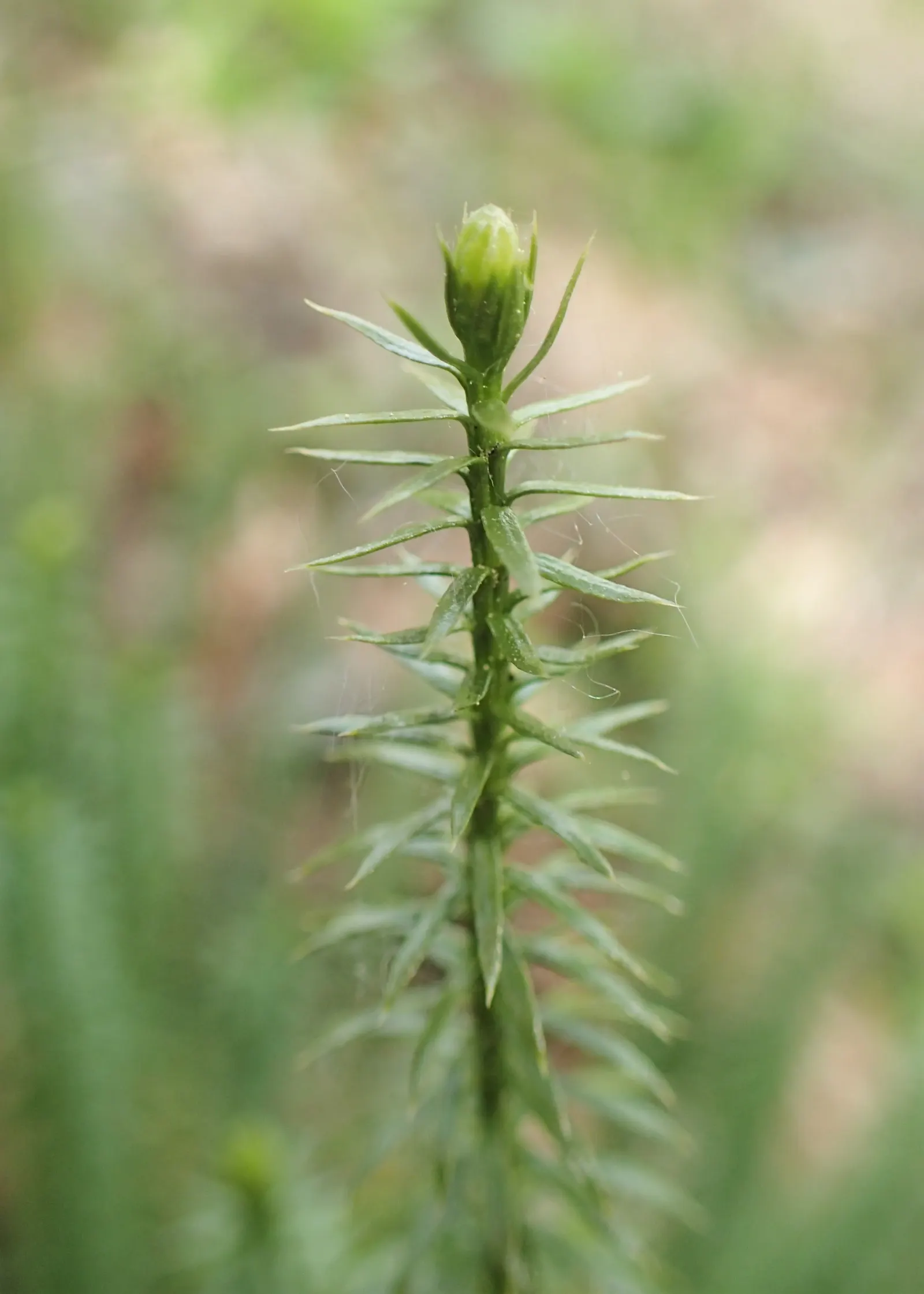 Clayton's Fern (Osmunda Claytonia) — Ideal for woodland gardens, image 46