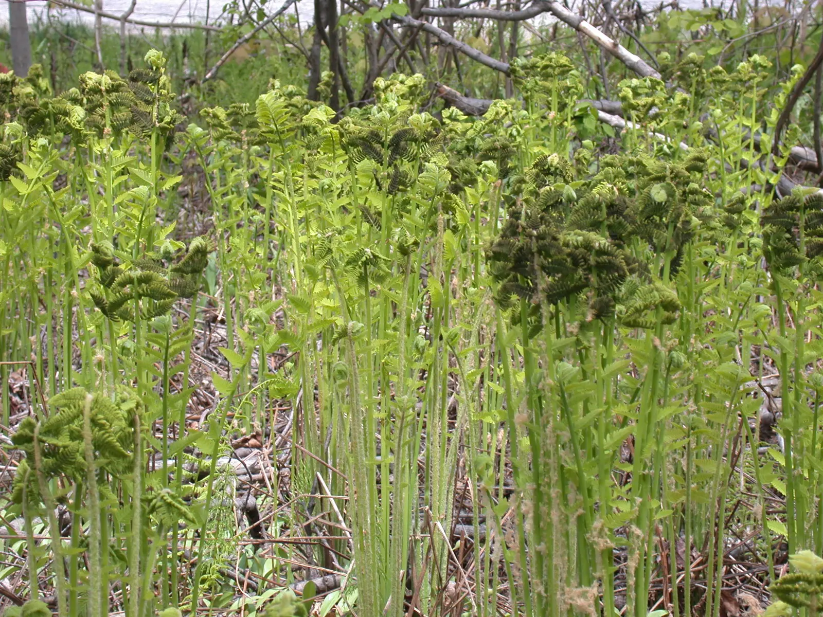 Clayton's Fern (Osmunda Claytonia) — fern for deep shade or shade