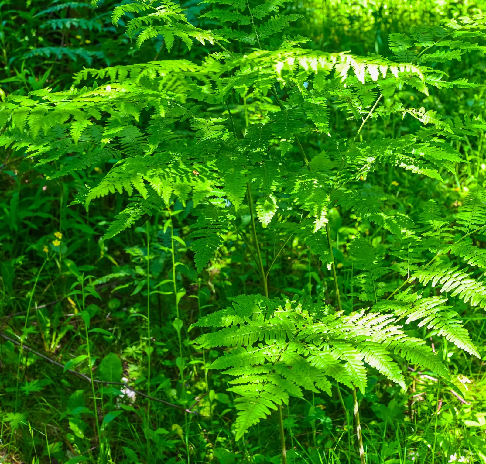 Clayton's Fern (Osmunda Claytonia) — this fern's maintenance is minimal