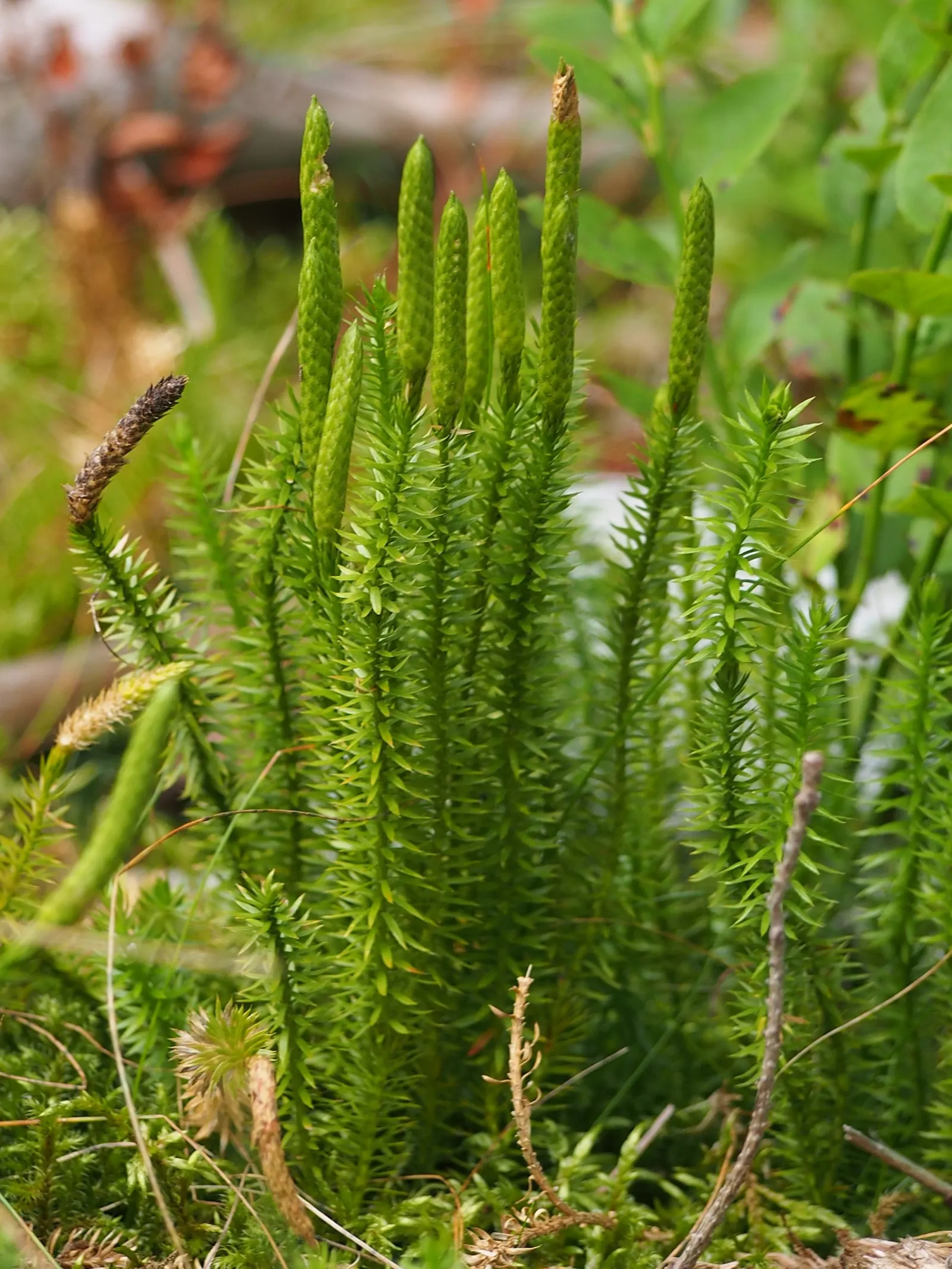Clayton's Fern (Osmunda Claytonia) — and it shines when allowed ample space to spread its fronds