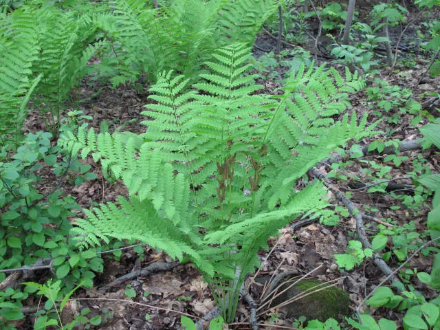 Clayton's Fern (Osmunda Claytonia) — this deciduous fern thrives in partly shaded to fully shaded areas; ideal for woodland gardens