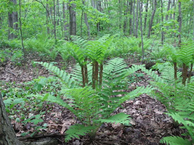 Clayton's Fern (Osmunda Claytonia) — Best suited for USDA zones 3 through 7