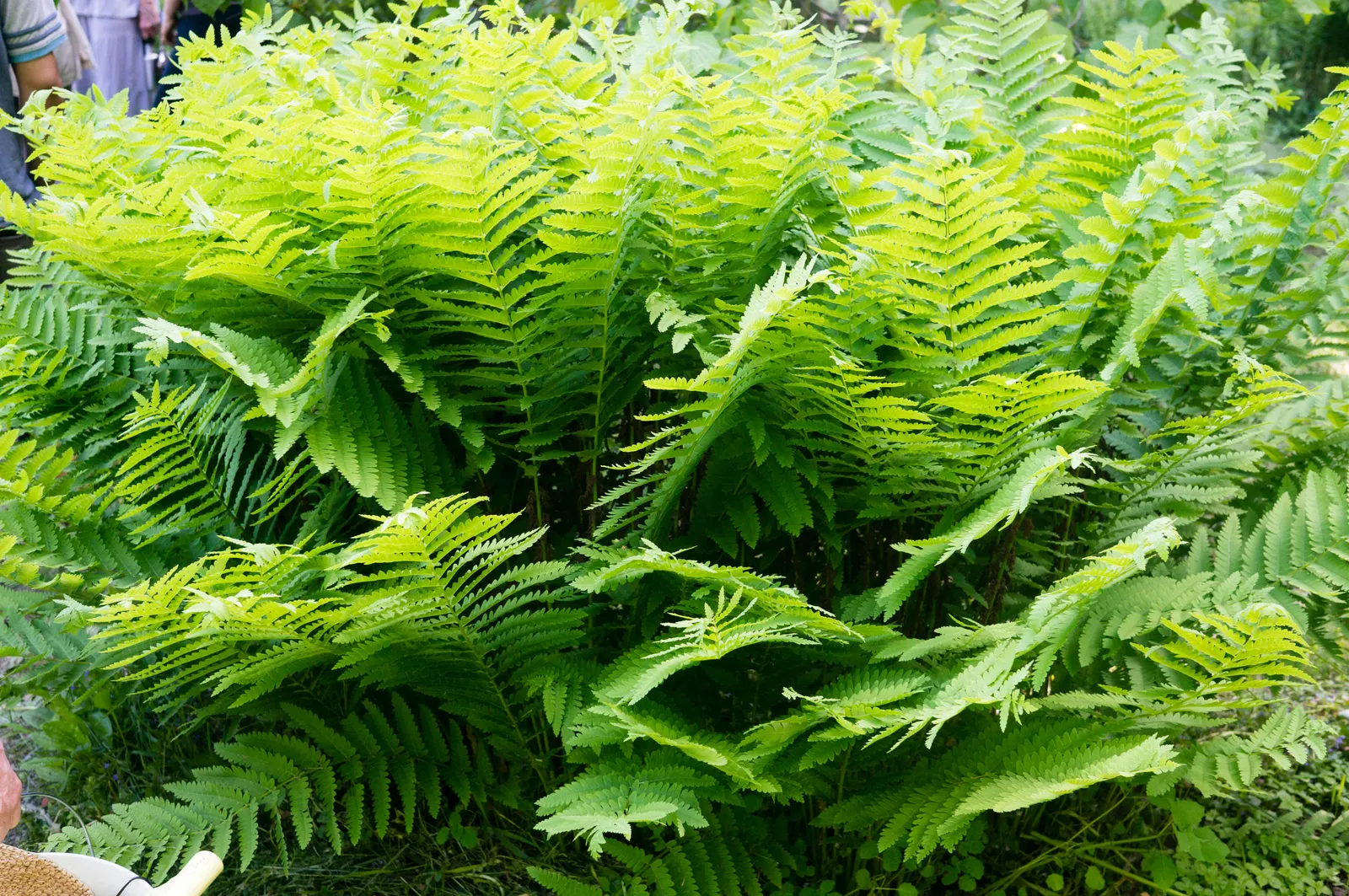 Clayton's Fern (Osmunda Claytonia) — is a perennial fern native to the cool