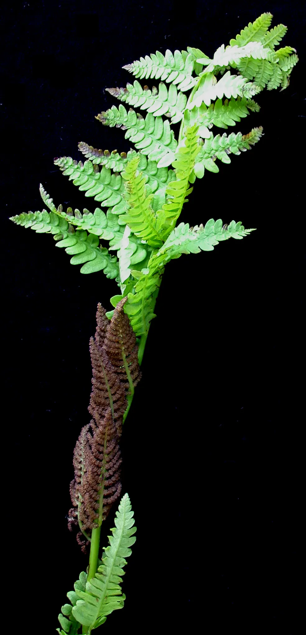 Clayton's Fern (Osmunda Claytonia) — Adding a layer of organic mulch can help retain soil moisture and reduce weed competition; where fertile leaflets appear