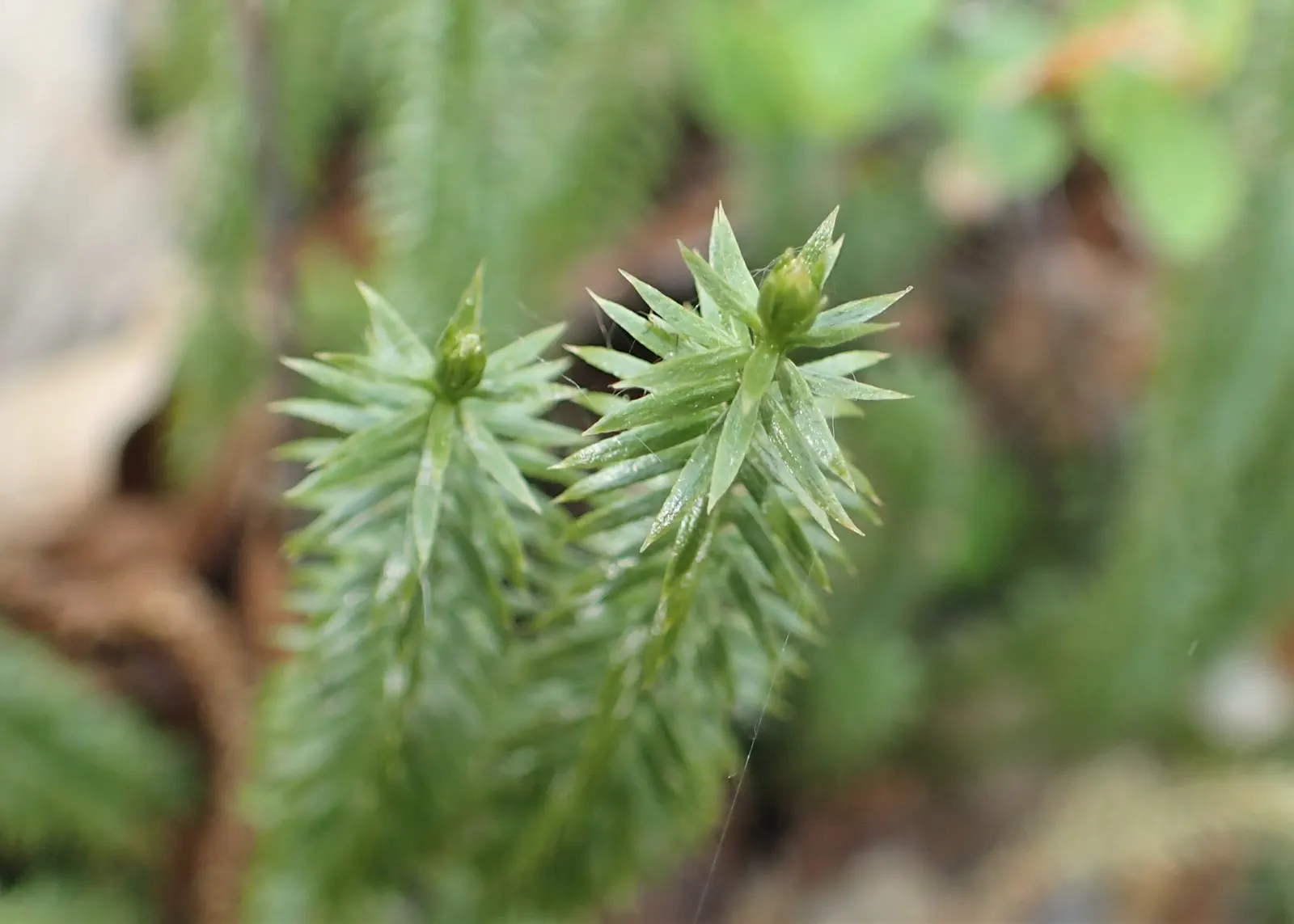 Clayton's Fern (Osmunda Claytonia) — Adding a layer of organic mulch can help retain soil moisture and reduce weed competition