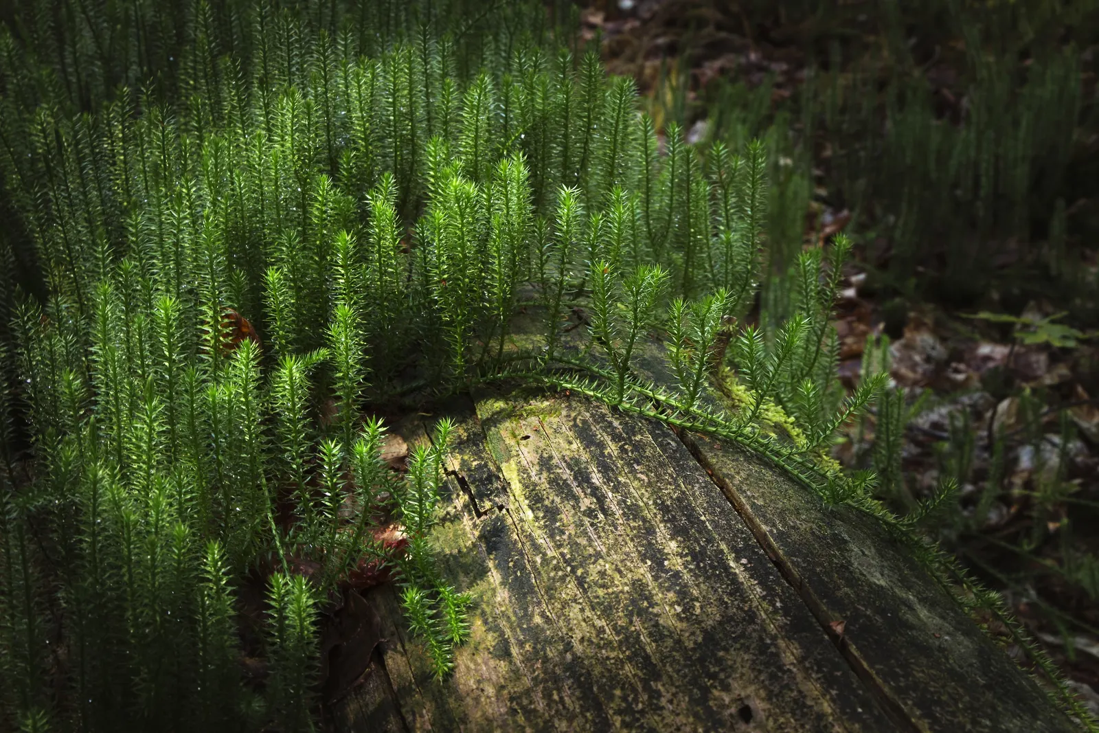 Clayton's Fern (Osmunda Claytonia) — It requires minimal maintenance; where fertile leaflets appear to 'interrupt' the otherwise green