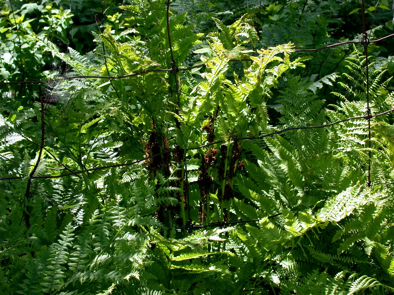 Clayton's Fern (Osmunda Claytonia) — deciduous fronds with distinctive leafless segments; ideal for woodland gardens, image 43