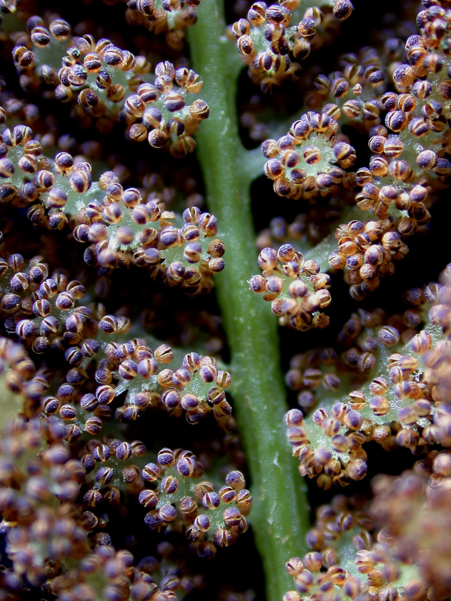 Clayton's Fern (Osmunda Claytonia) — It derives its common name from its distinct frond structure; ideal for woodland gardens, image 52