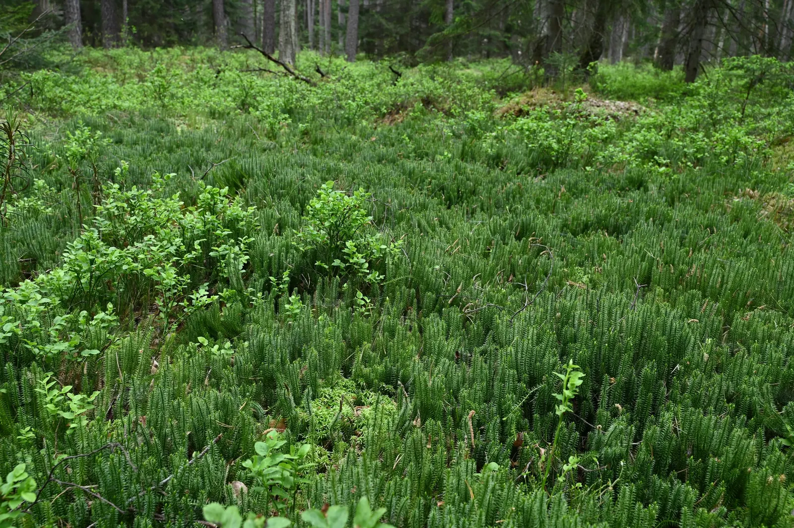 Clayton's Fern (Osmunda Claytonia) — Best suited for USDA zones 3 through 7; with no serious pest or disease issues, image 54