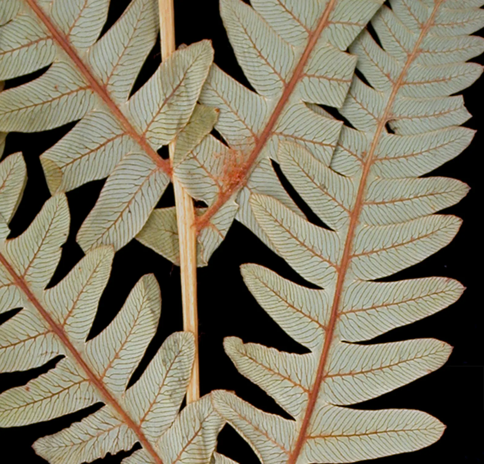 Clayton's Fern (Osmunda Claytonia) — is a perennial fern native to the cool; where fertile leaflets appear to 'interrupt' the otherwise green