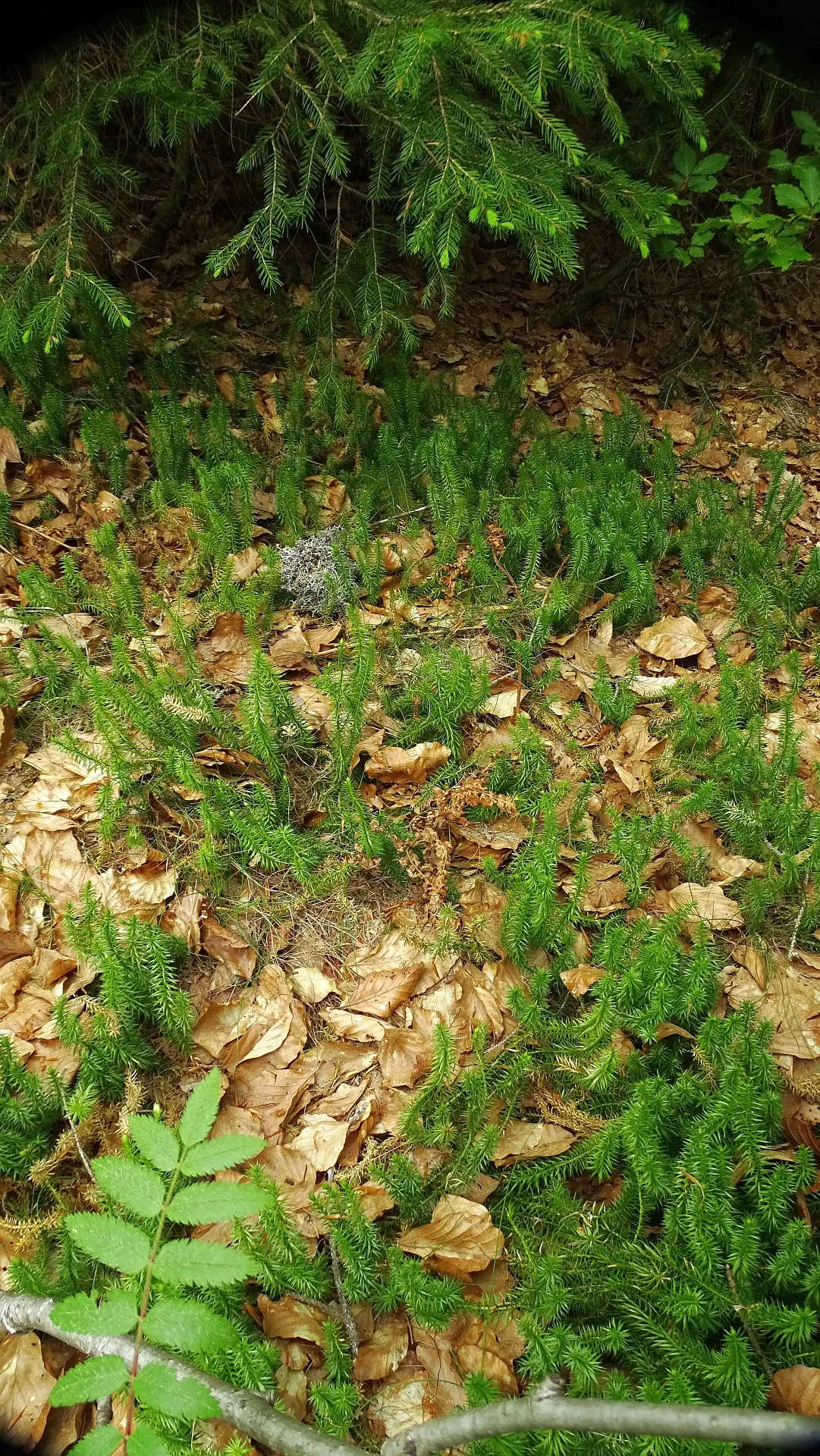 Clayton's Fern (Osmunda Claytonia) — with no serious pest or disease issues, image 39
