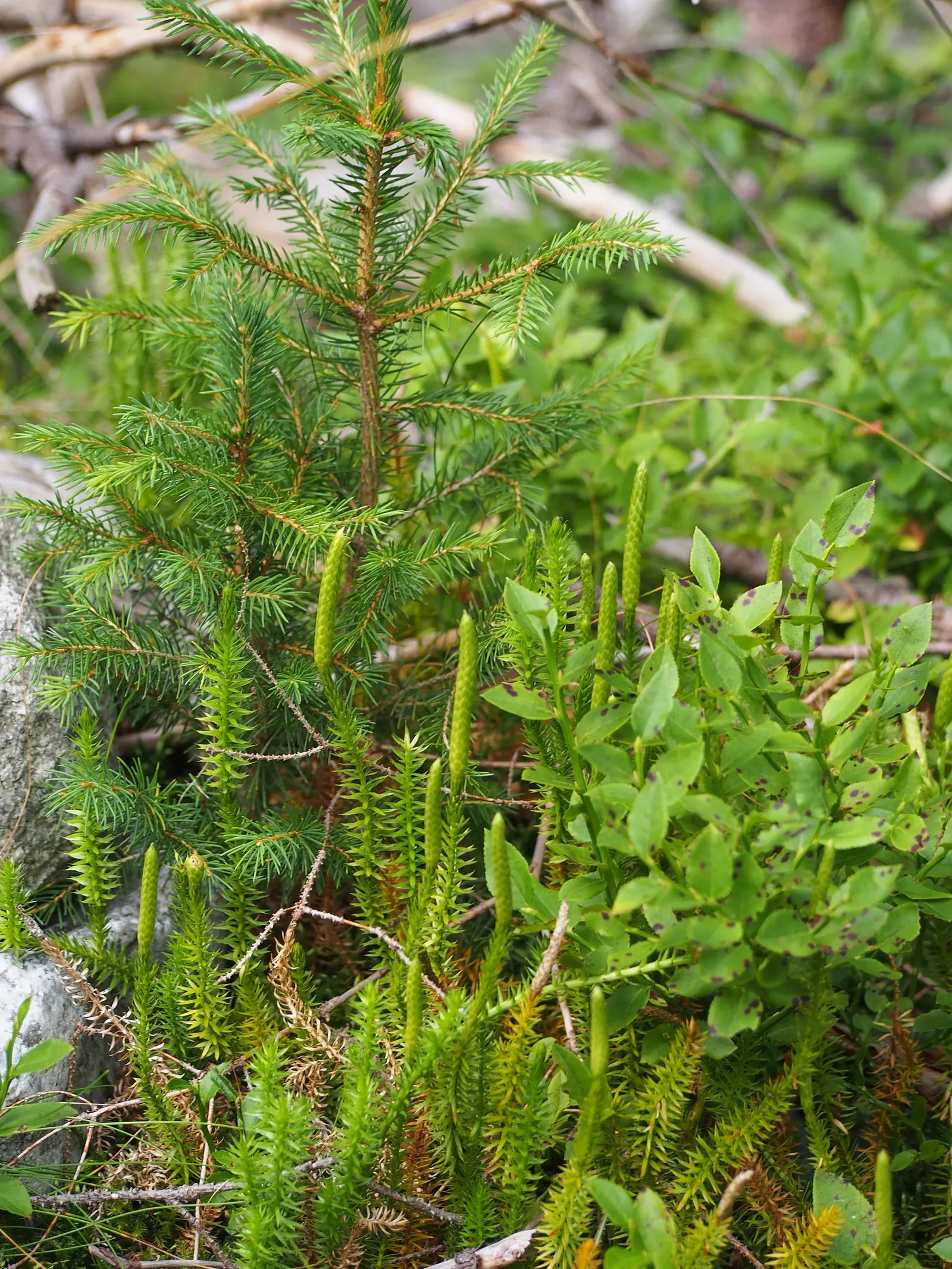 Clayton's Fern (Osmunda Claytonia) — Thriving in medium-wet to wet soil, it prefers partial to full shade; with no serious pest or disease issues, image 45