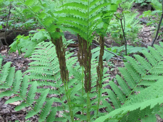 Clayton's Fern (Osmunda Claytonia) — and it adds a textural contrast to shaded areas