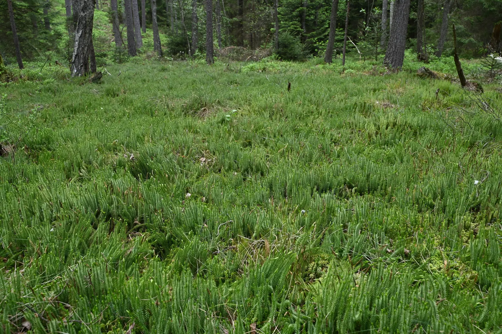 Clayton's Fern (Osmunda Claytonia) — It derives its common name from its distinct frond structure