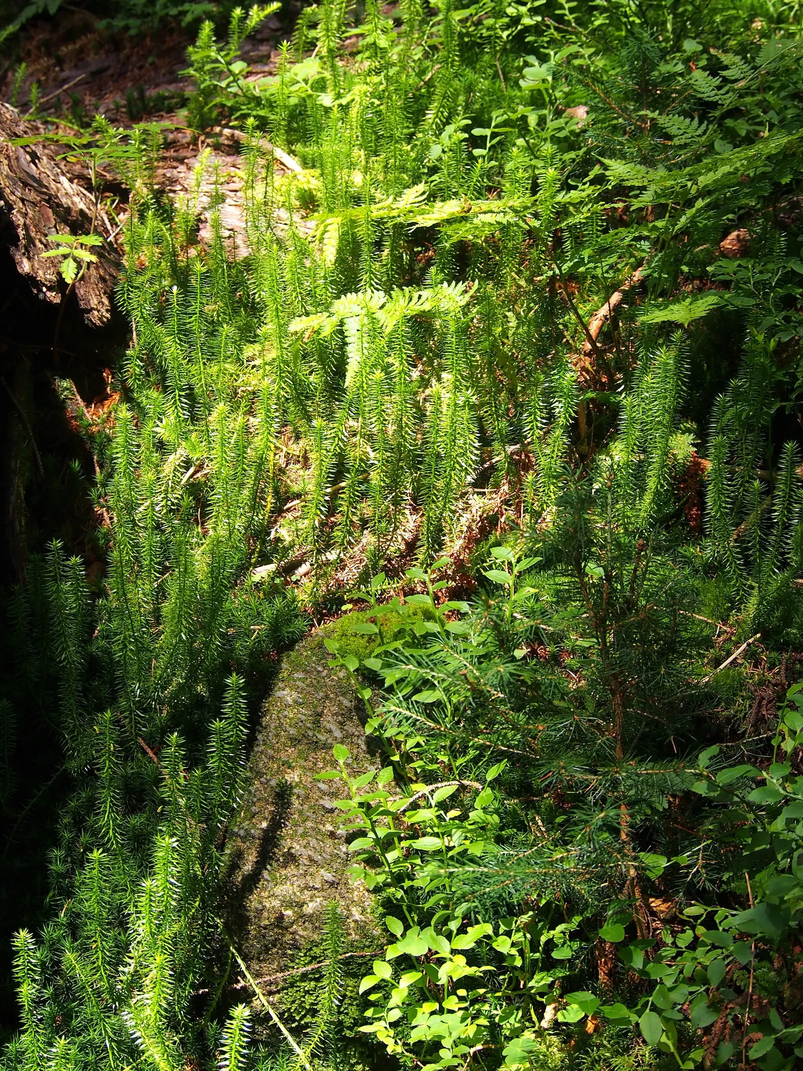 Clayton's Fern (Osmunda Claytonia) — this deciduous fern thrives in partly shaded to fully shaded areas